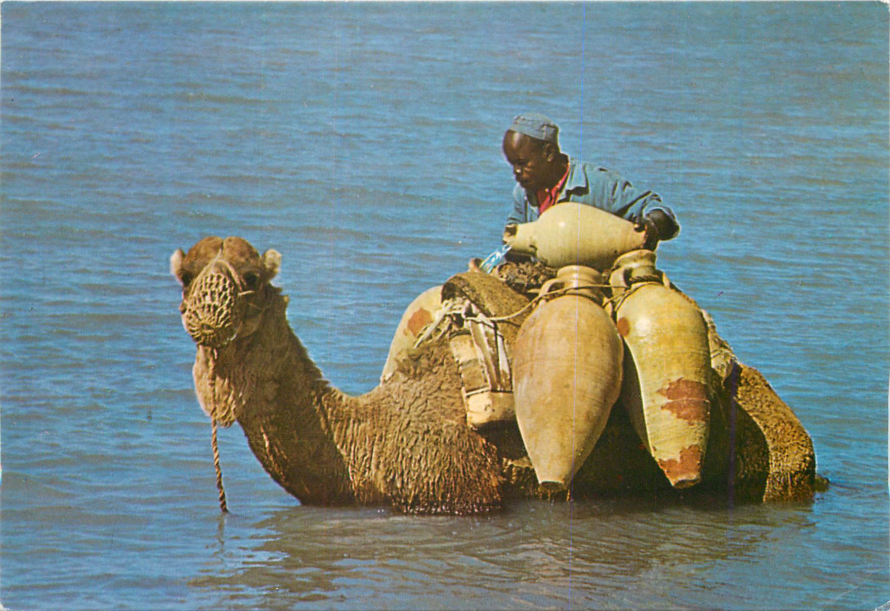 CPM Jerba Ce n'est pas la mer a boire Chameau