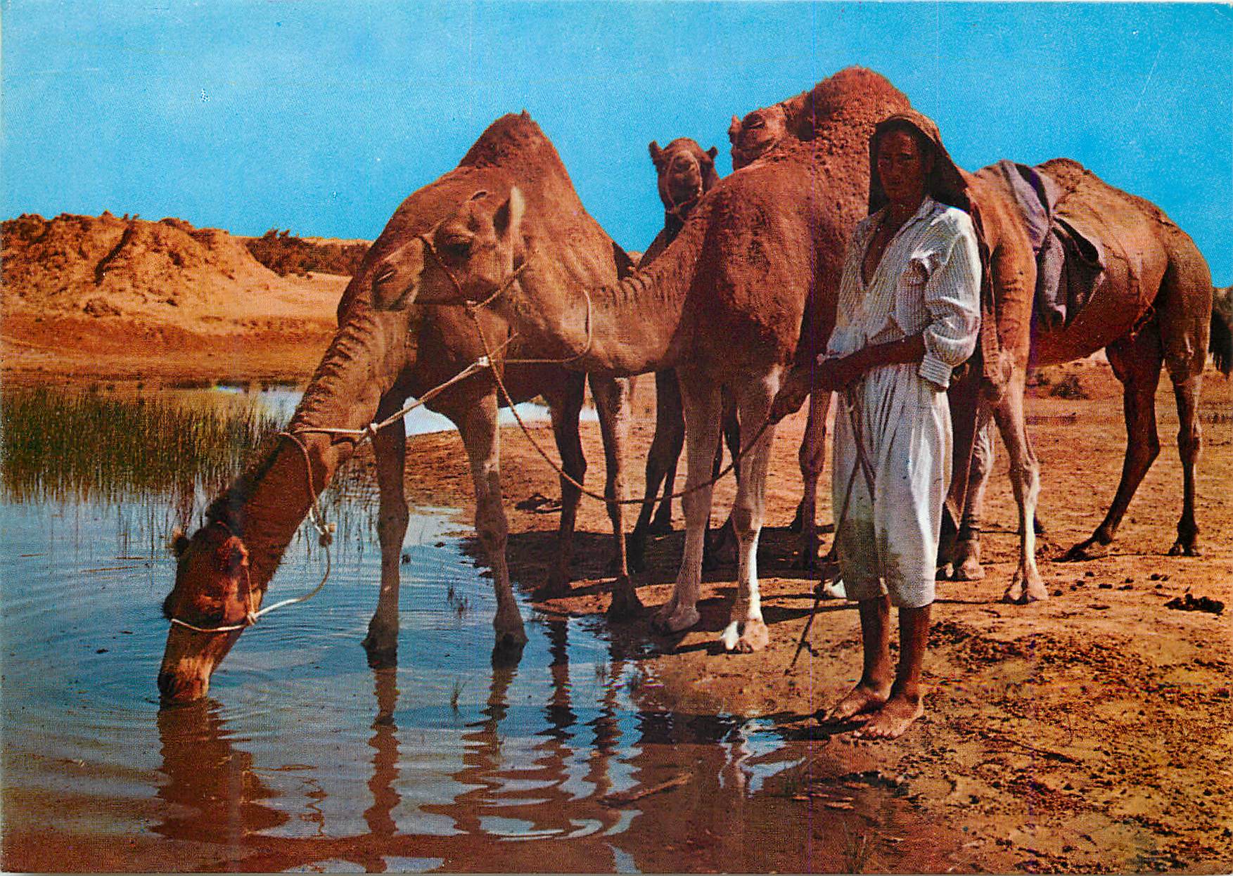 CPM Ile de Djerba sur la route du Diorf Chameaux