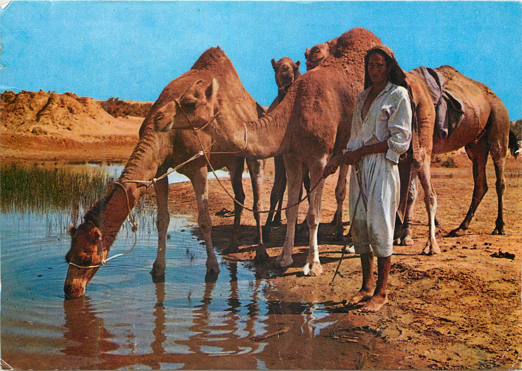 CPM Ile de Djerba sur la route du Diorf 