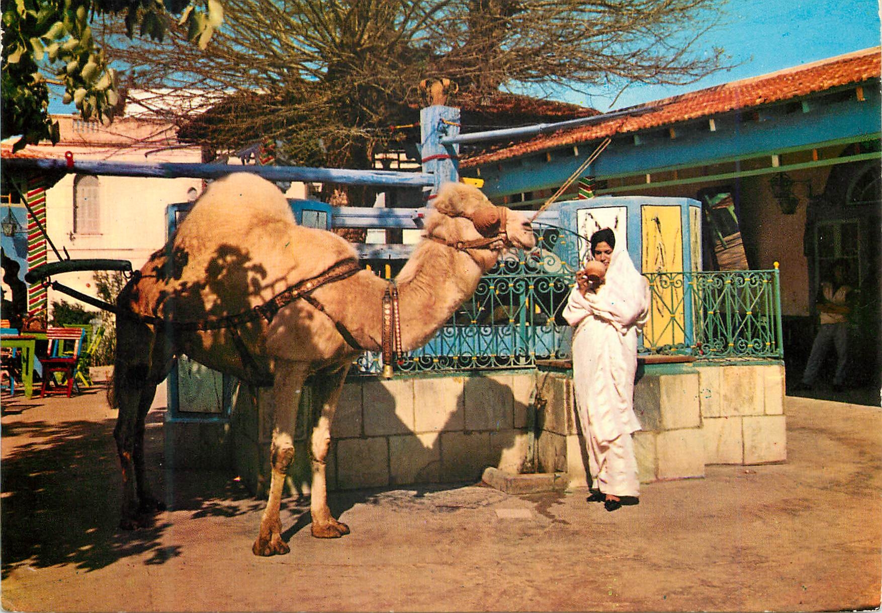 CPM Tunisie La Marsa Cafe Saf Saf Chameau