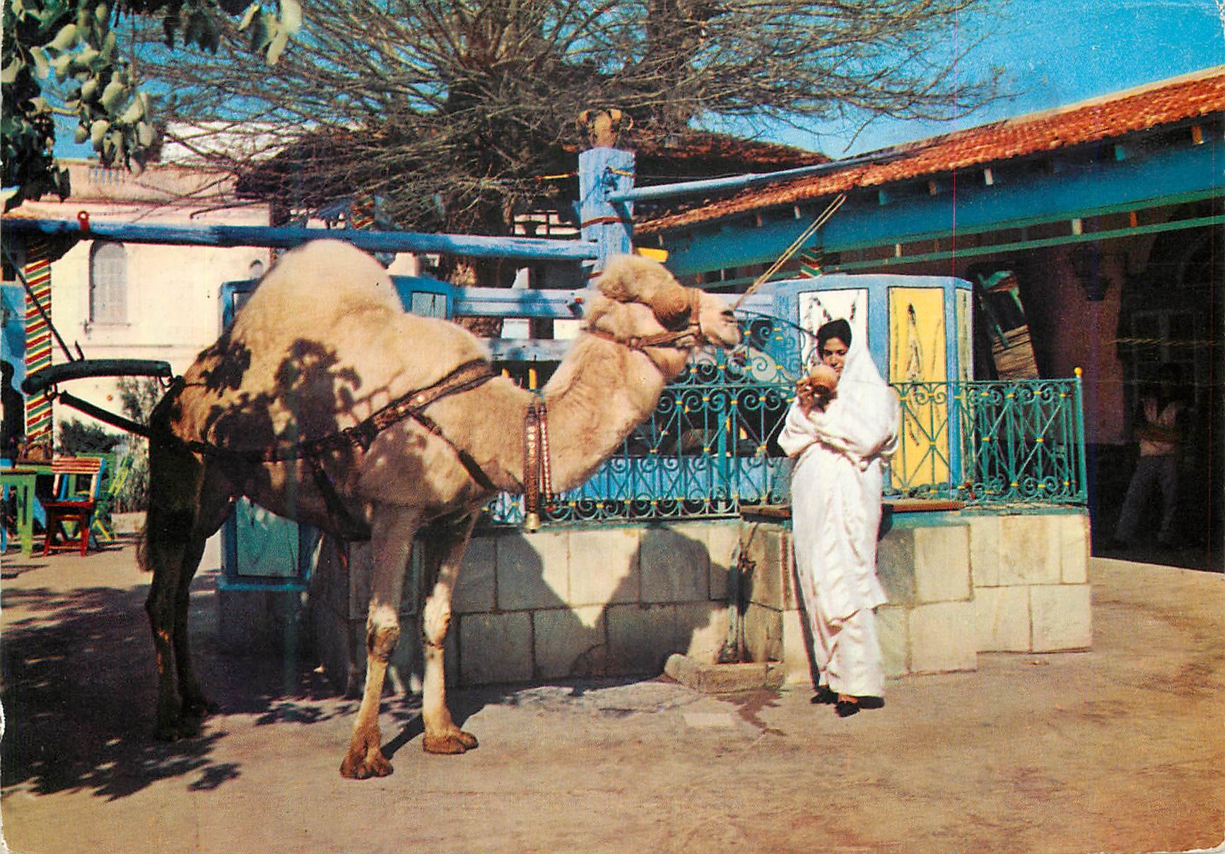 CPM La Marsa Cafe du Saf saf Chameau
