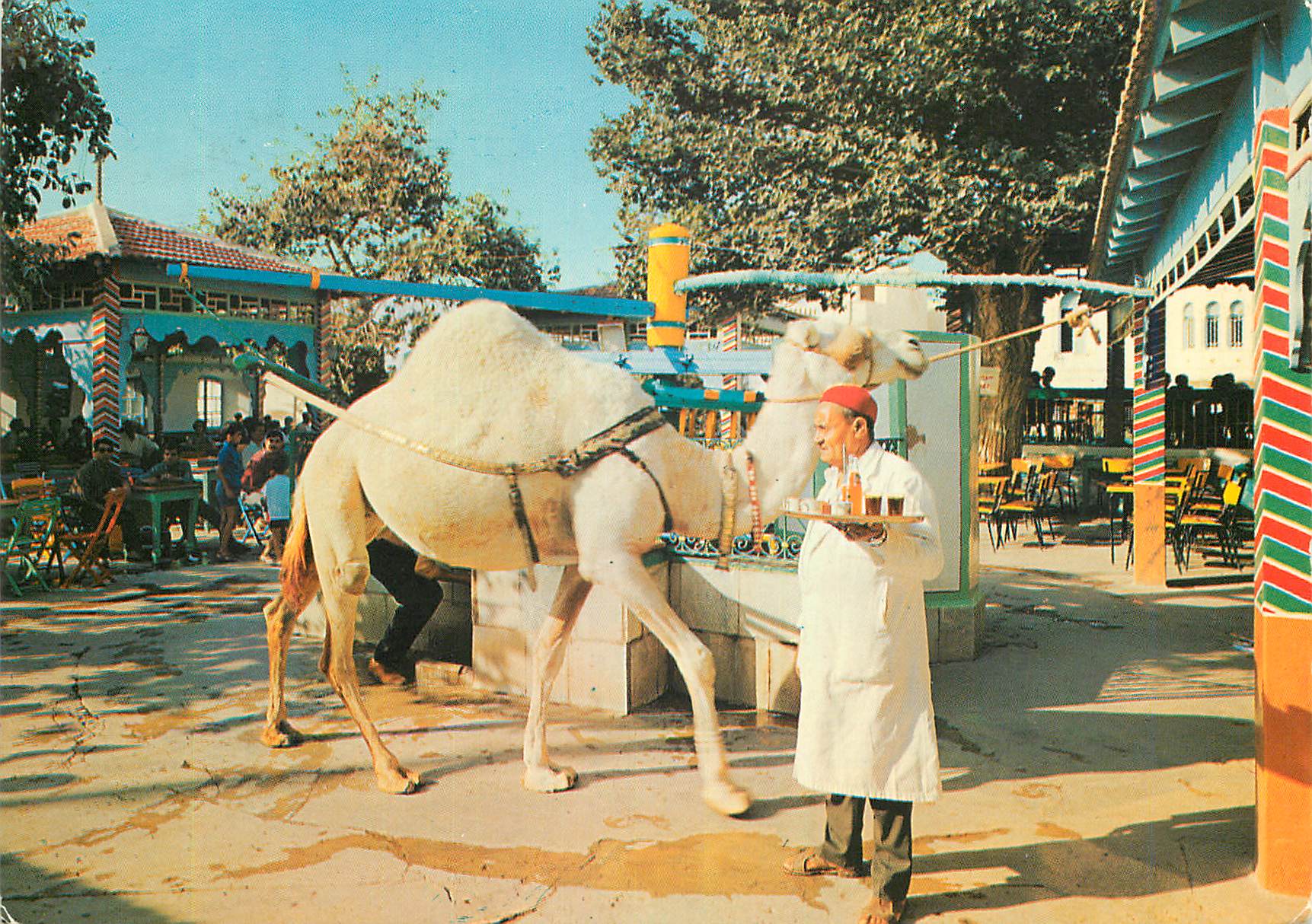 CPM La Marsa Tunisie Le Cafe Saf Saf Chameau