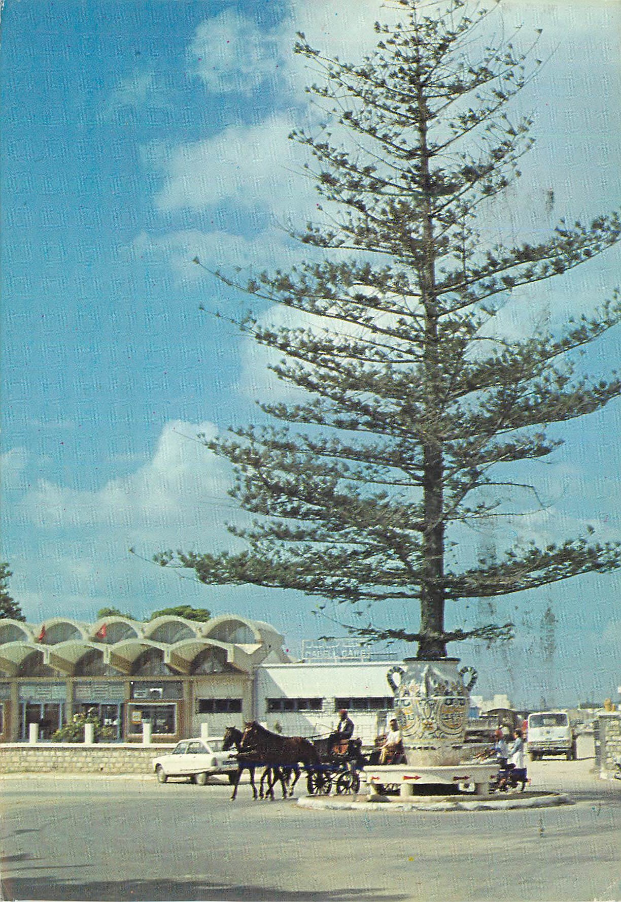 CPM Tunisie Nabeul La gare et sa Plante en Pot 