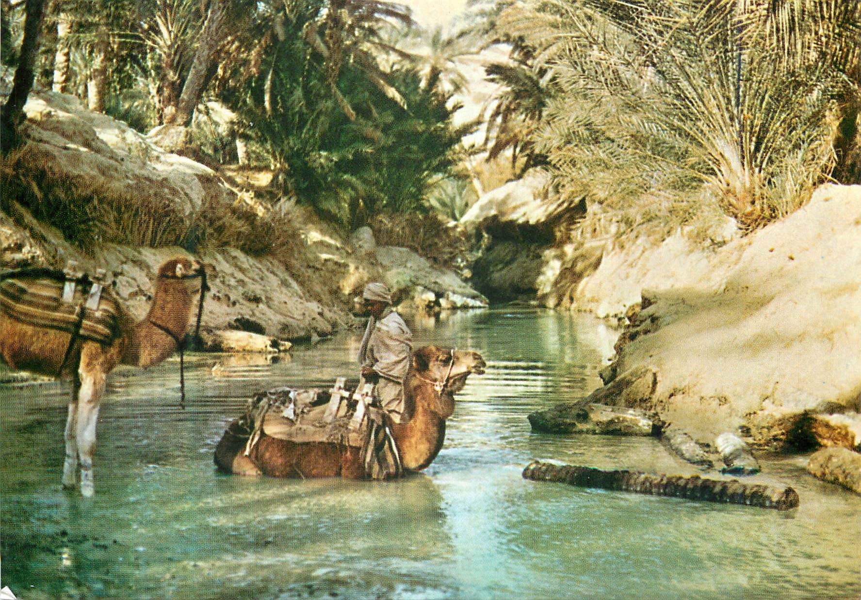 CPM Nefta Oasis 