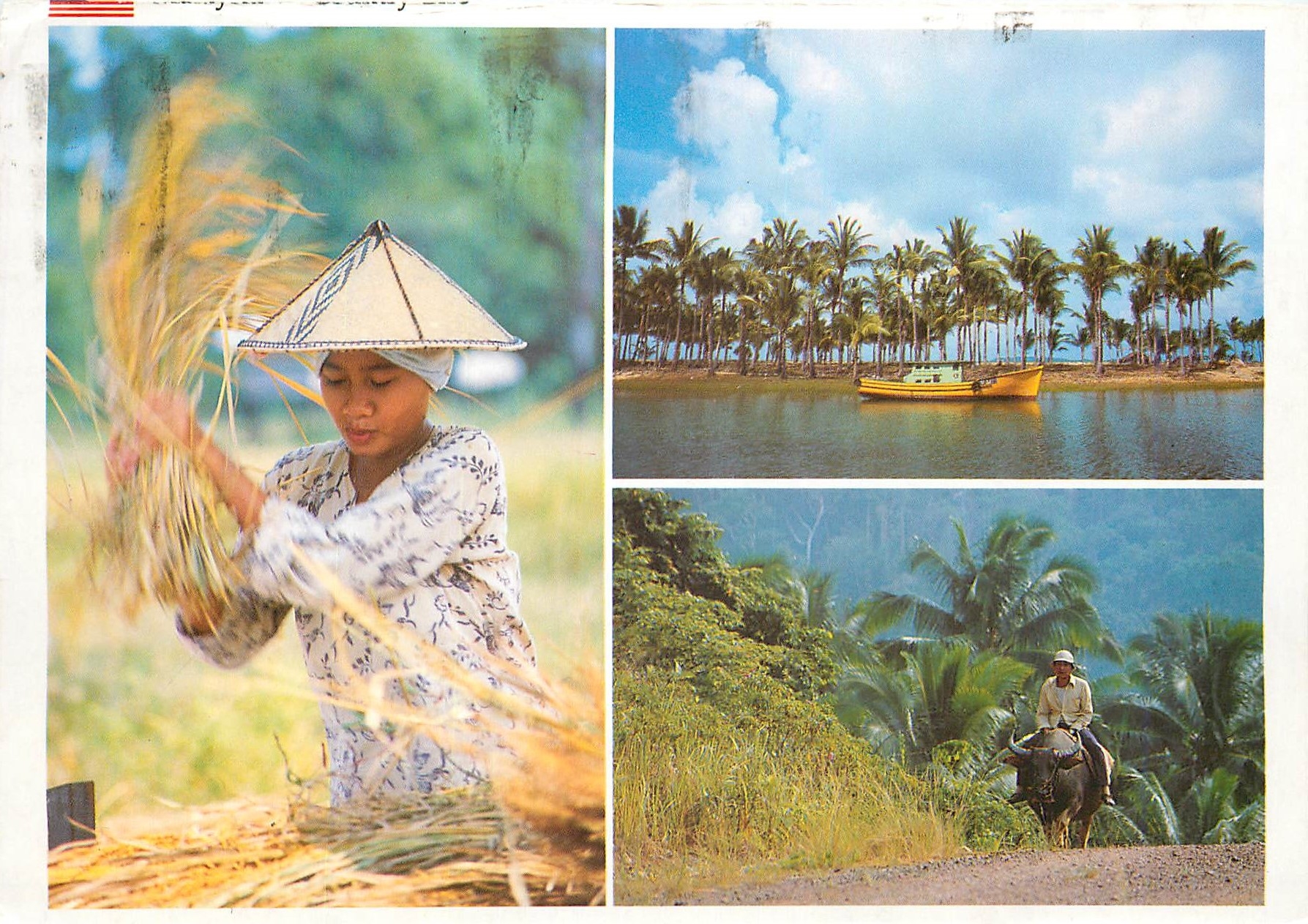 CPM Rise threshing Kota Belud Sabah Fishing Boat Marang Terengganu Man Buffalo Kota Belud Sabah 
