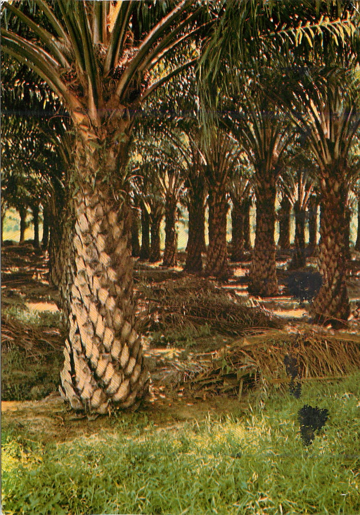 CPM Oil palms Next to rubber Malaysia's most important agricultural crop 