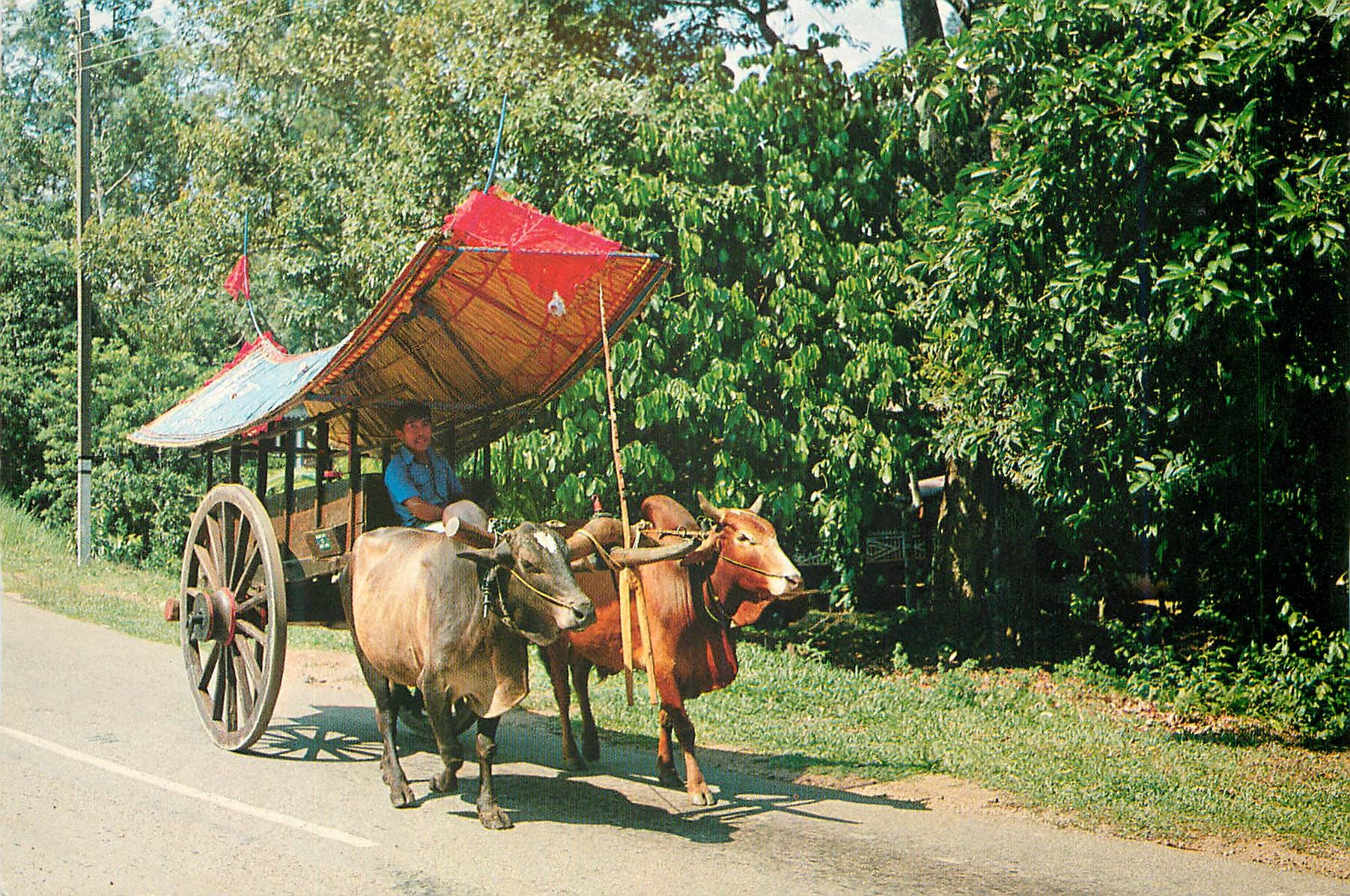 CPM Bullock Cert An old form of transport which is disappearing due to present day mechanisation 