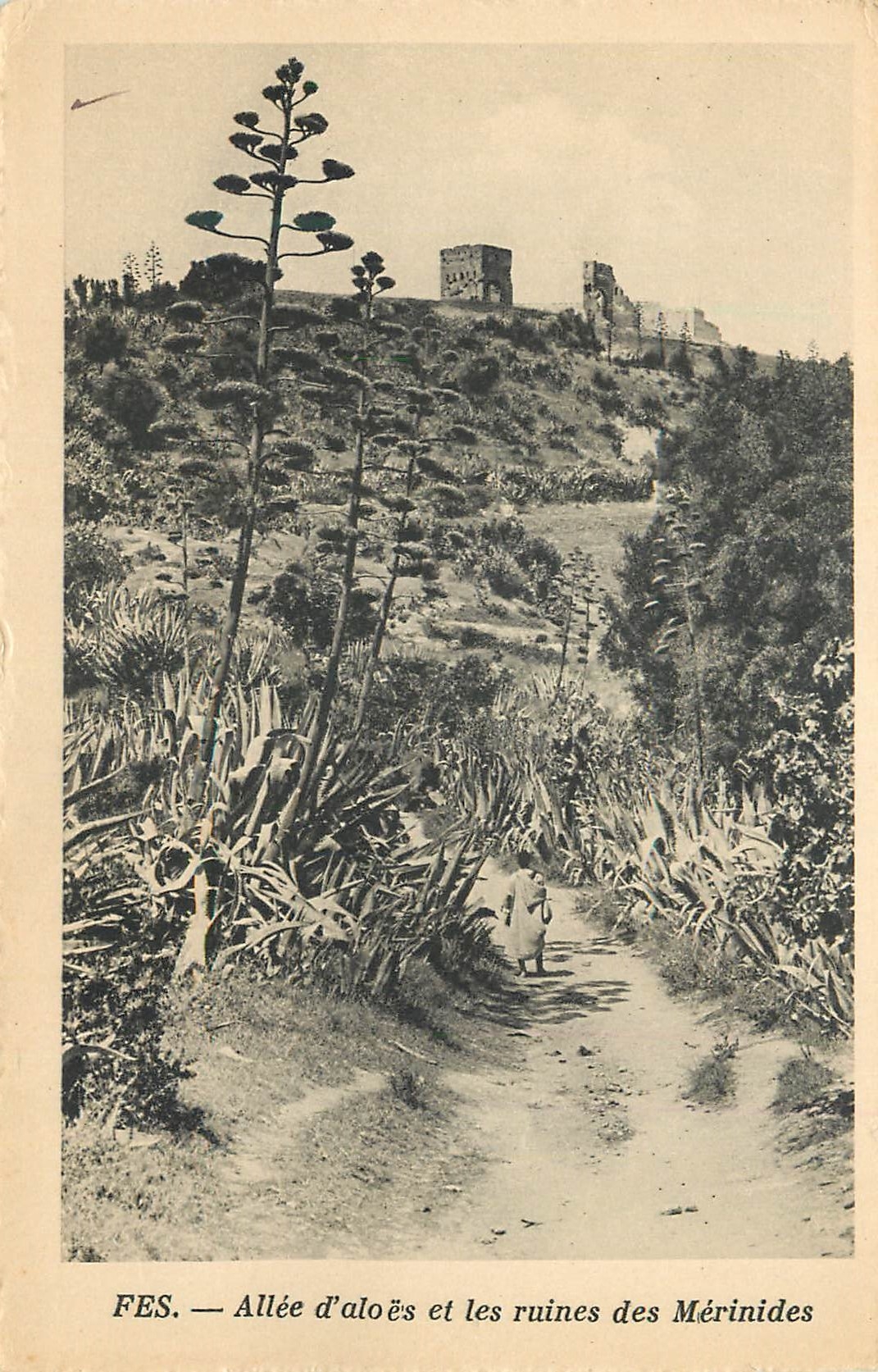 CPA Fes Allee d'Aloes et les ruines des Merinides 