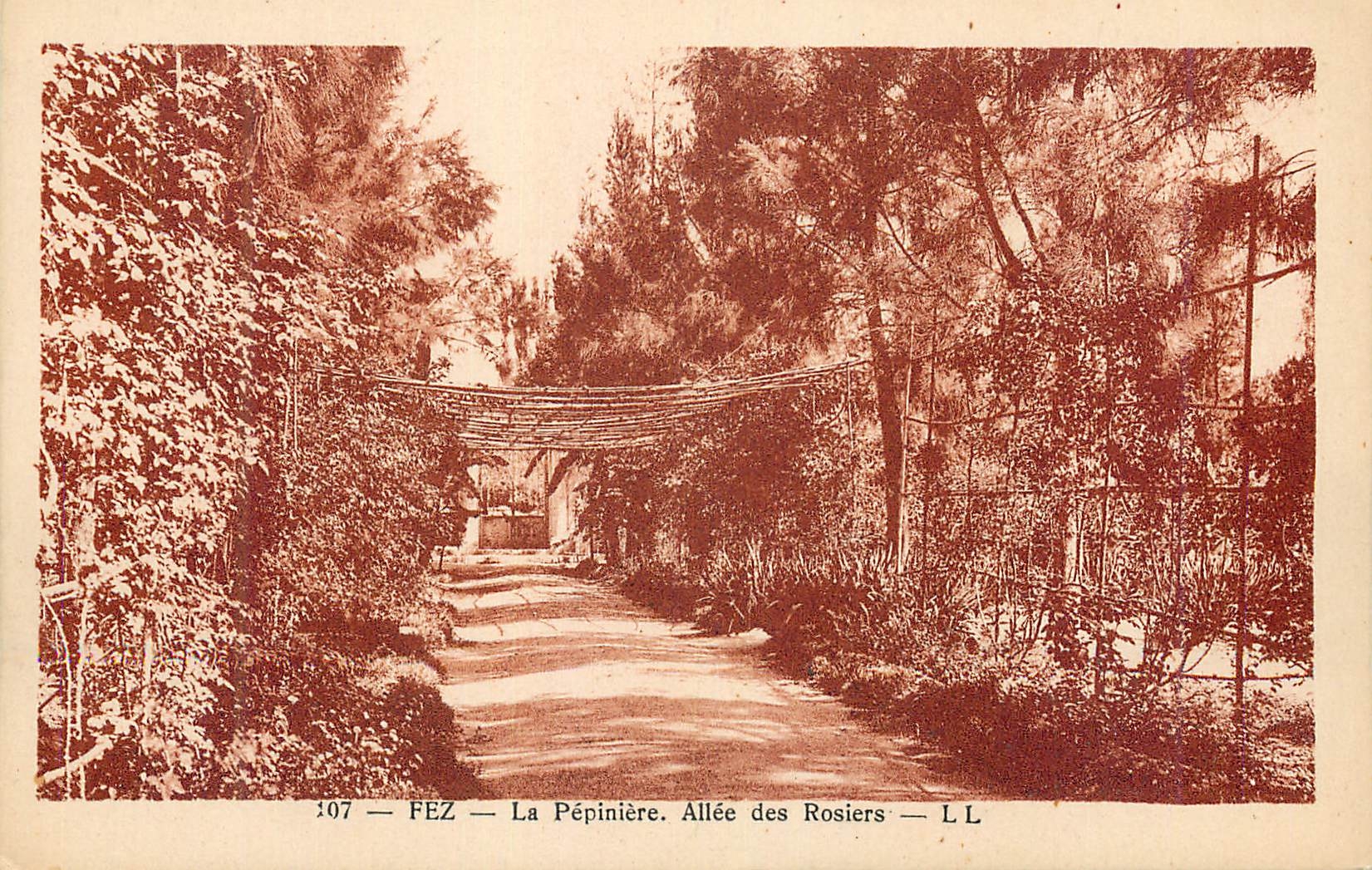 CPA Fez La Pepiniere Allee des Rosiers 