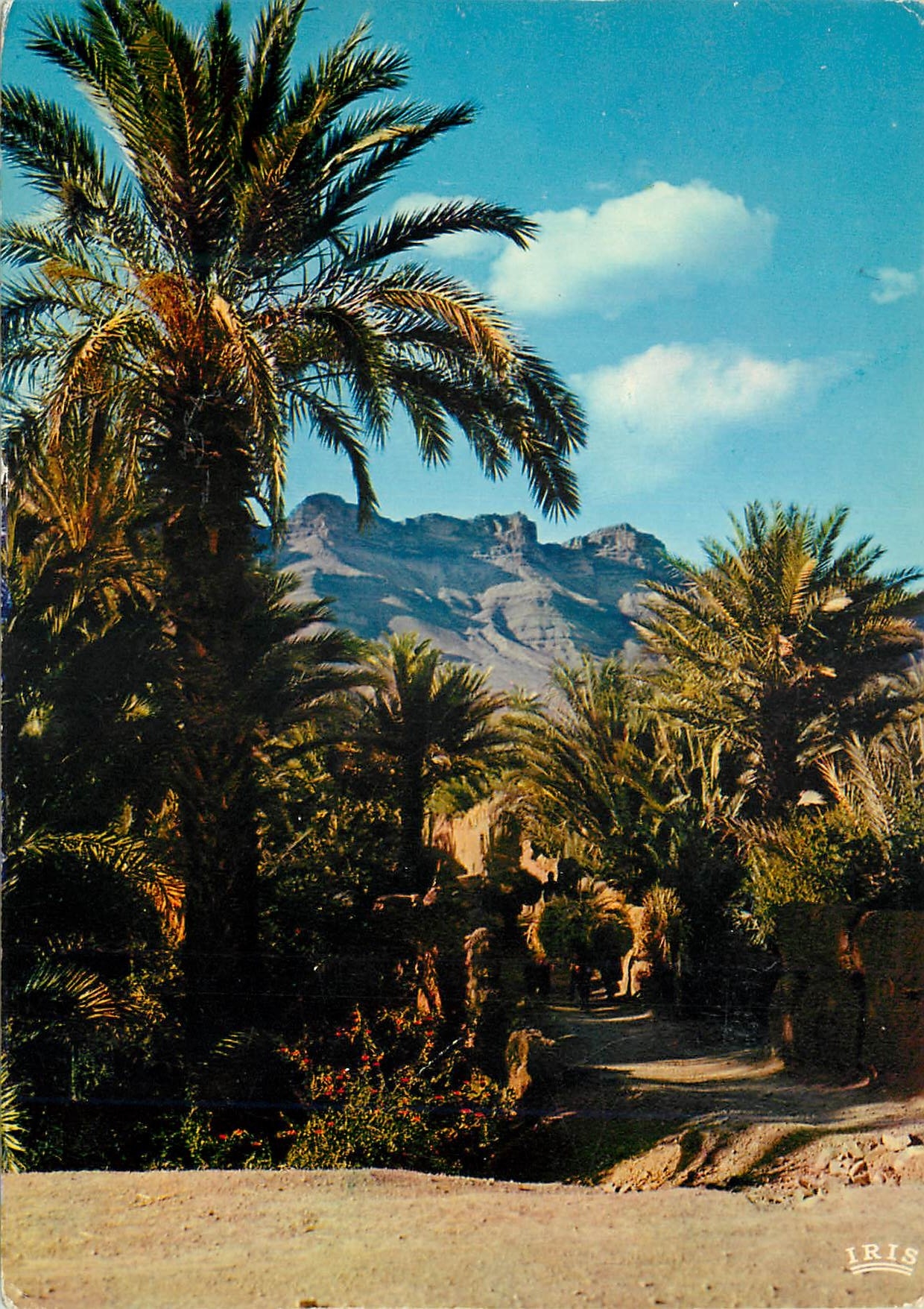 CPM Sud Marocain Vallee du Draa Un coin de la palmeraie 