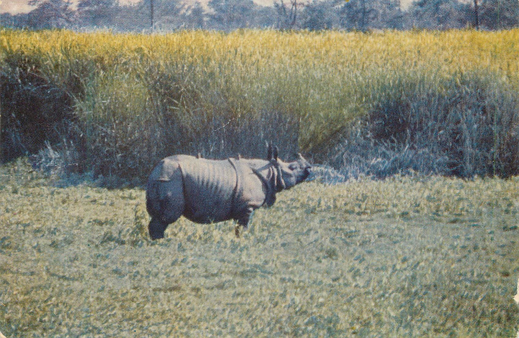 CPM One horn Rhino Kaziranga National Park Assam Rhinoceros