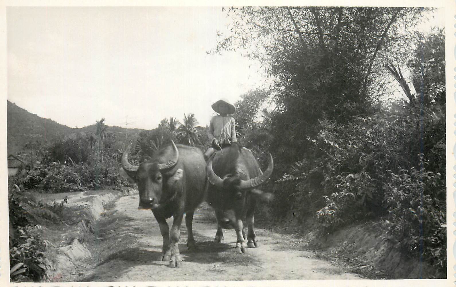 CARTE PHOTO Buffles