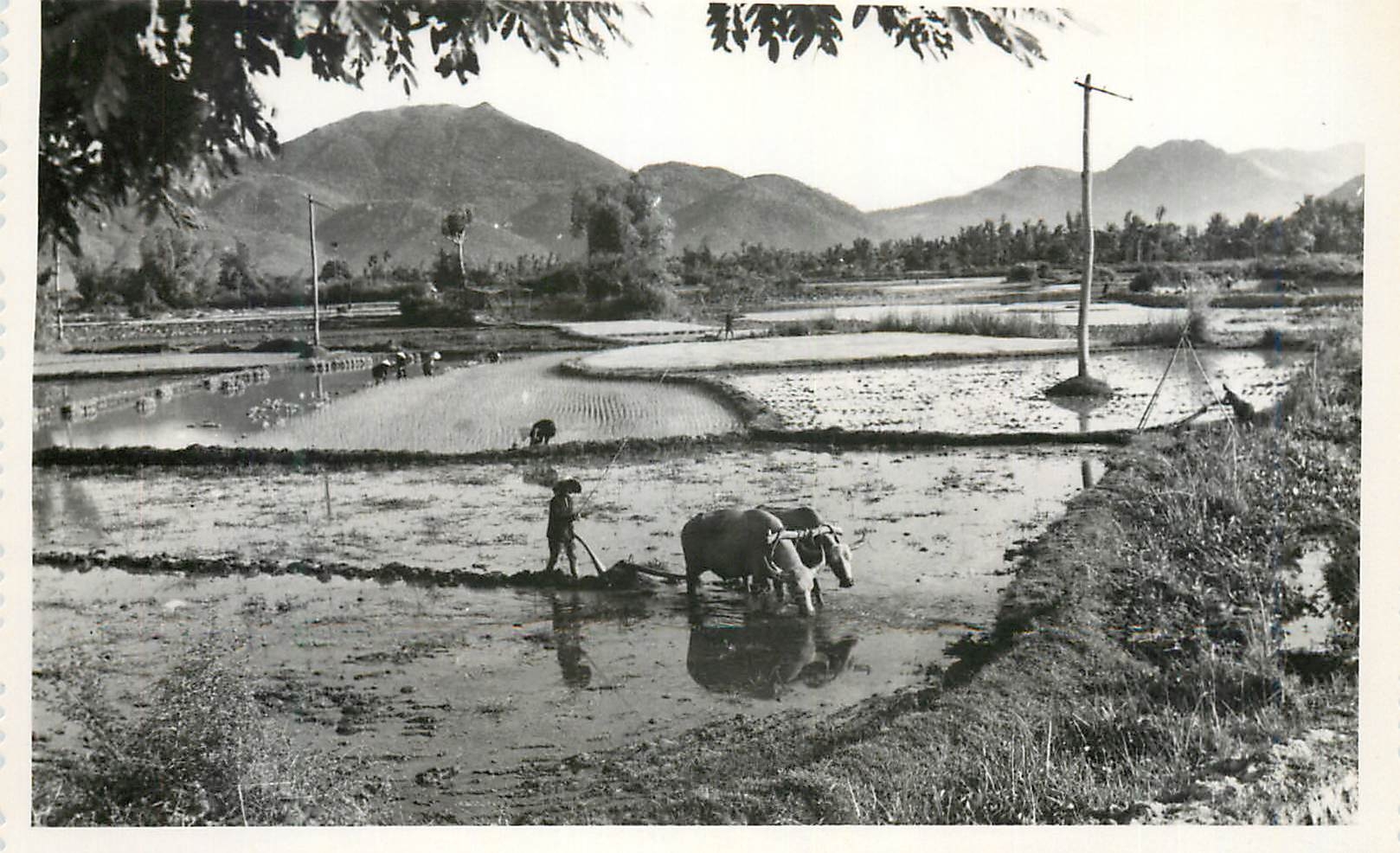 CARTE PHOTO Buffle Attelage Charrue