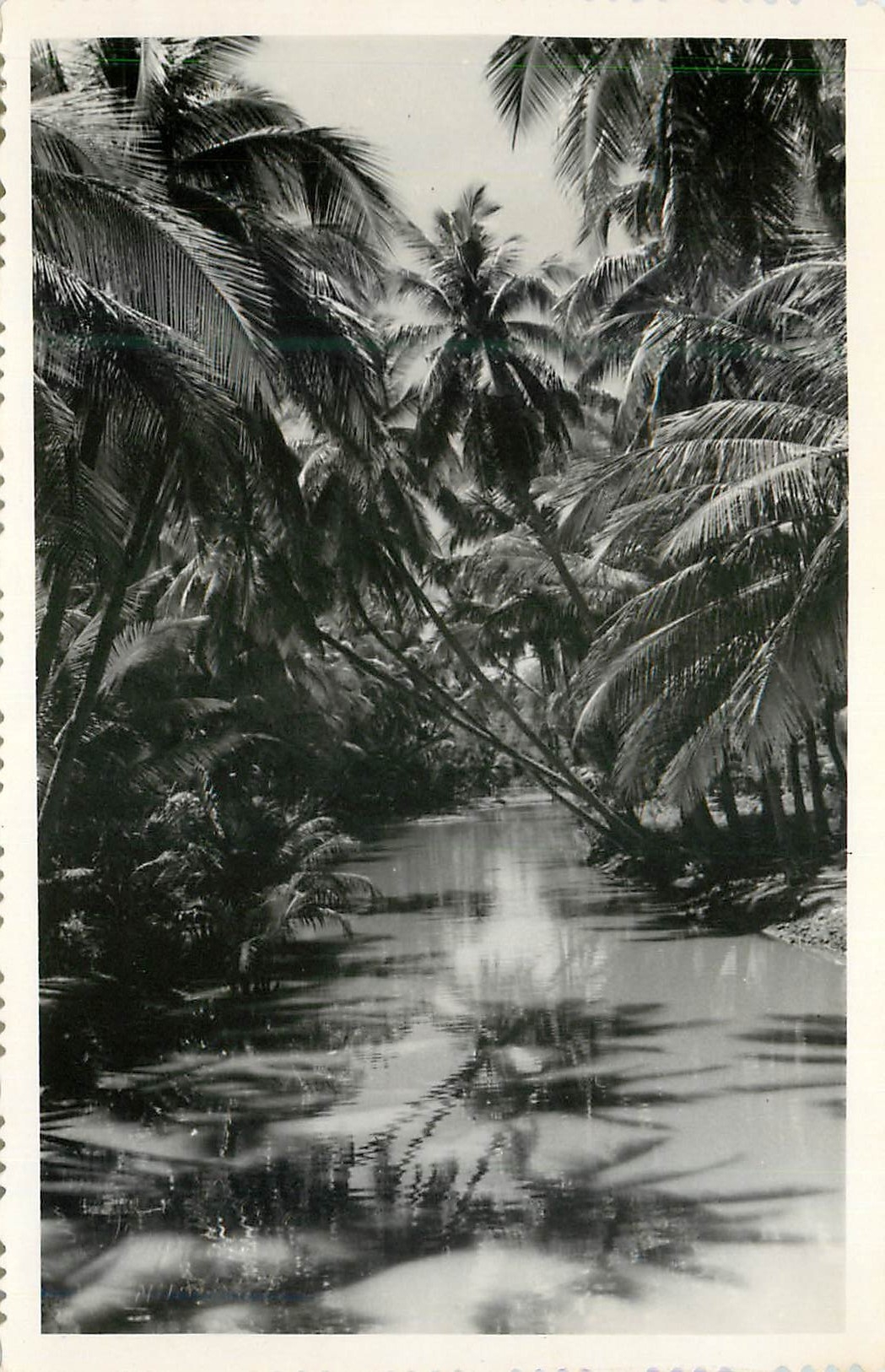 Canal tropical bordé de palmiers — Papier Lumière, n° 1