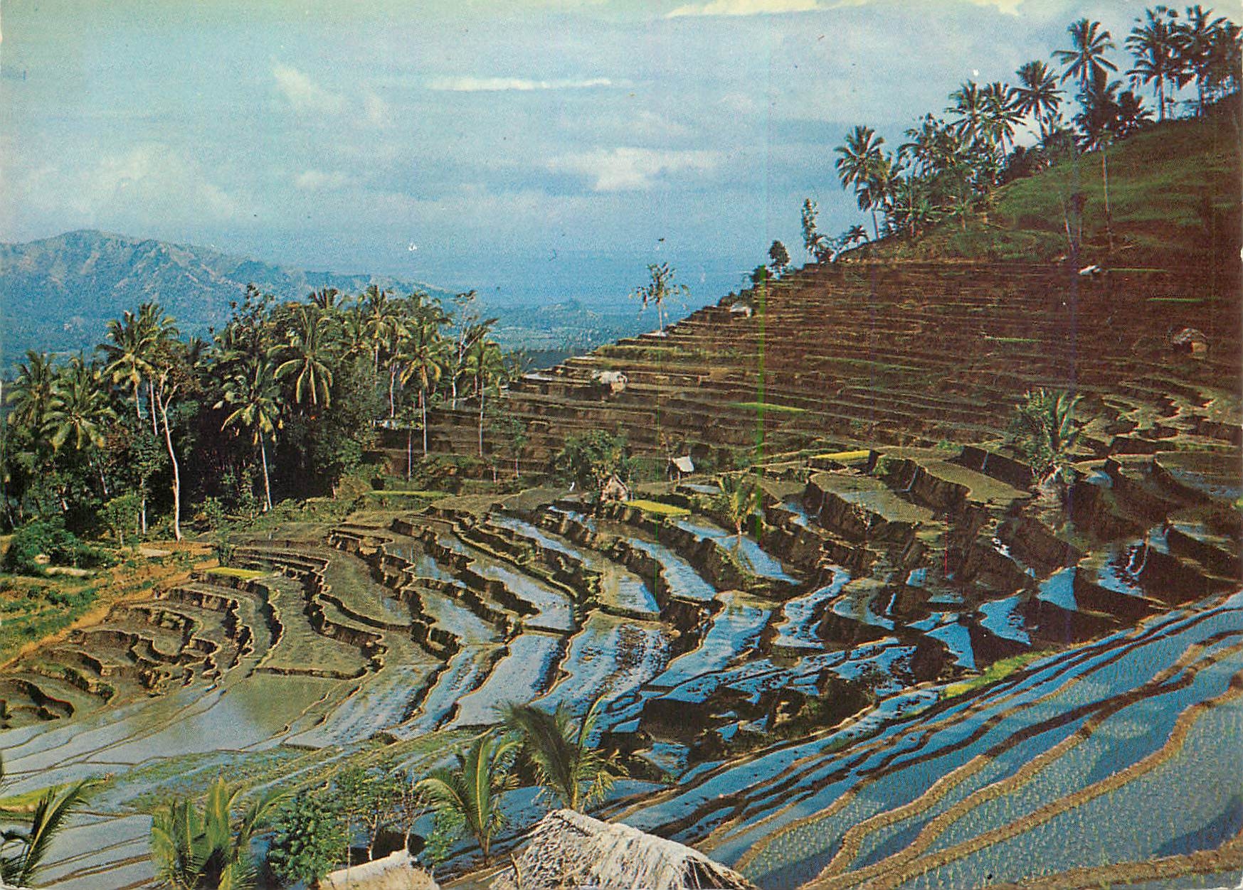 CPM A fine view of the rice fields terrace at Bukit Djambul 