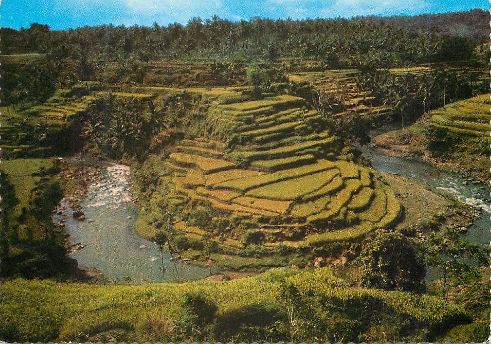 CPM One of the beautiful rice fields on Bali 