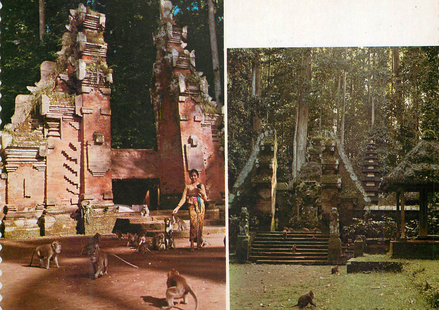 CPM The sacred monkey forest Sangeh Bali 