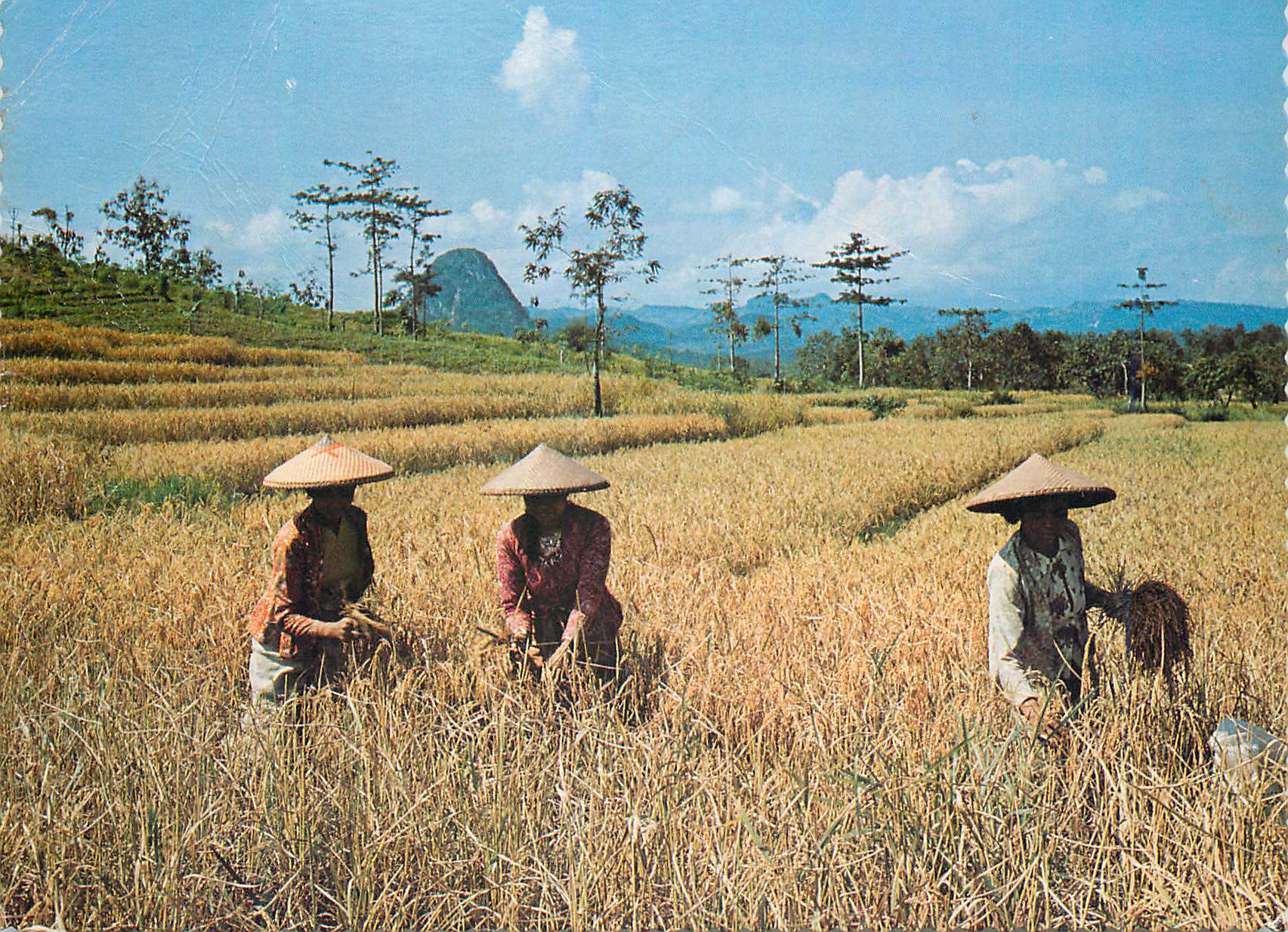 CPM Western Jawa The fertile terraced rice fields ripe for harvesting 
