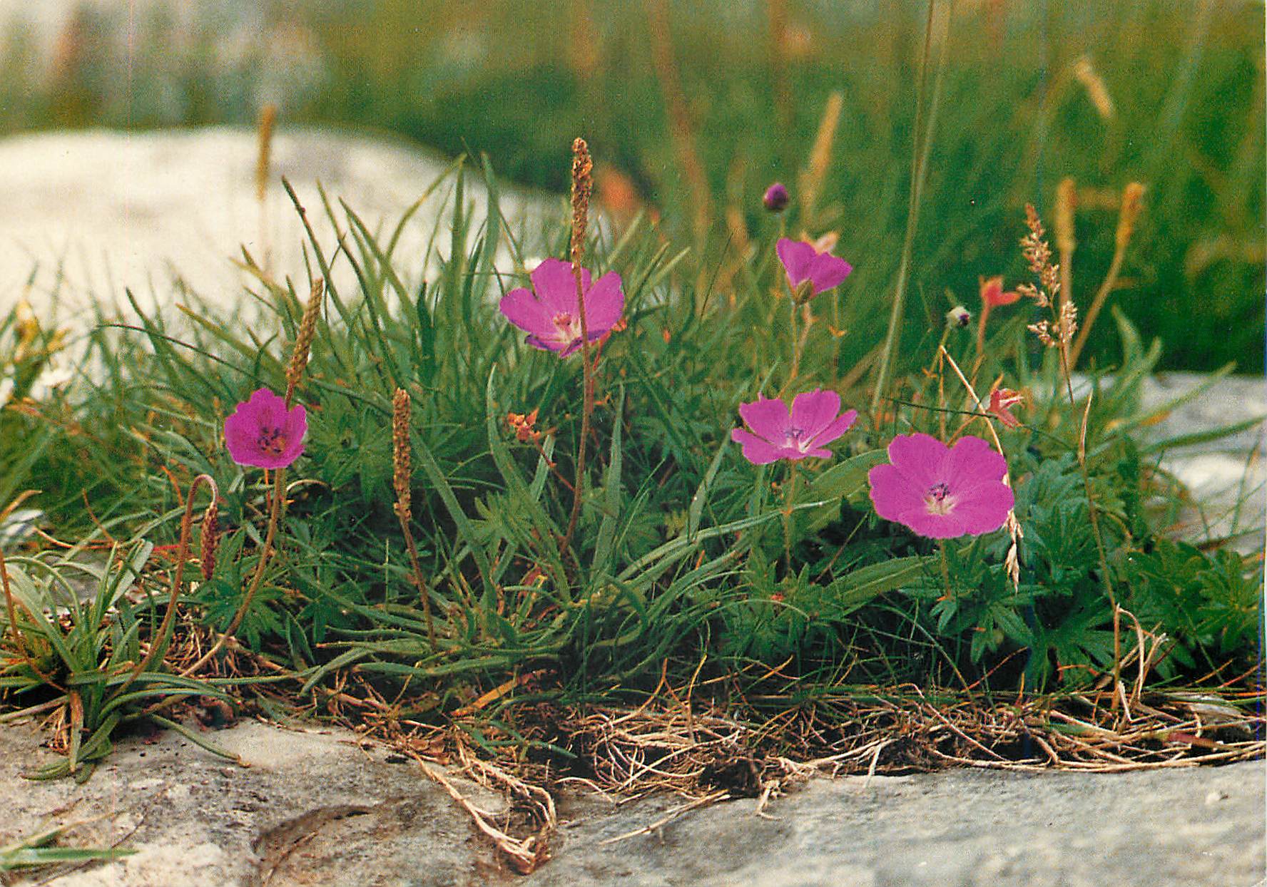 CPM Irish Flora Bloody Cranesbill Geranium sanguineum 