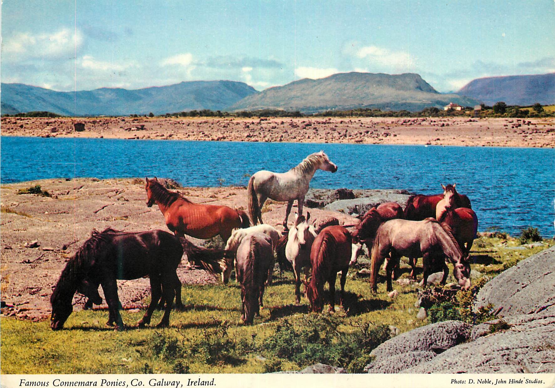 CPM Famous Connemara ponies Co Galway Ireland 