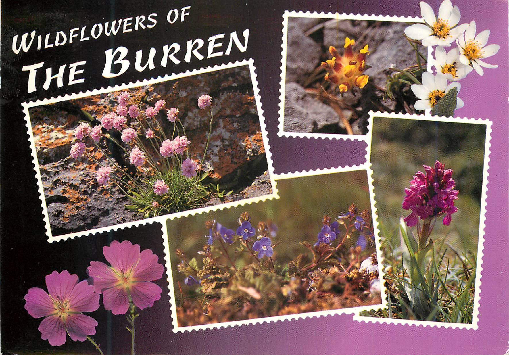 CPM Wildflowers of the Burren The cracks and crevices of the limestone pavements in the Burren Co 