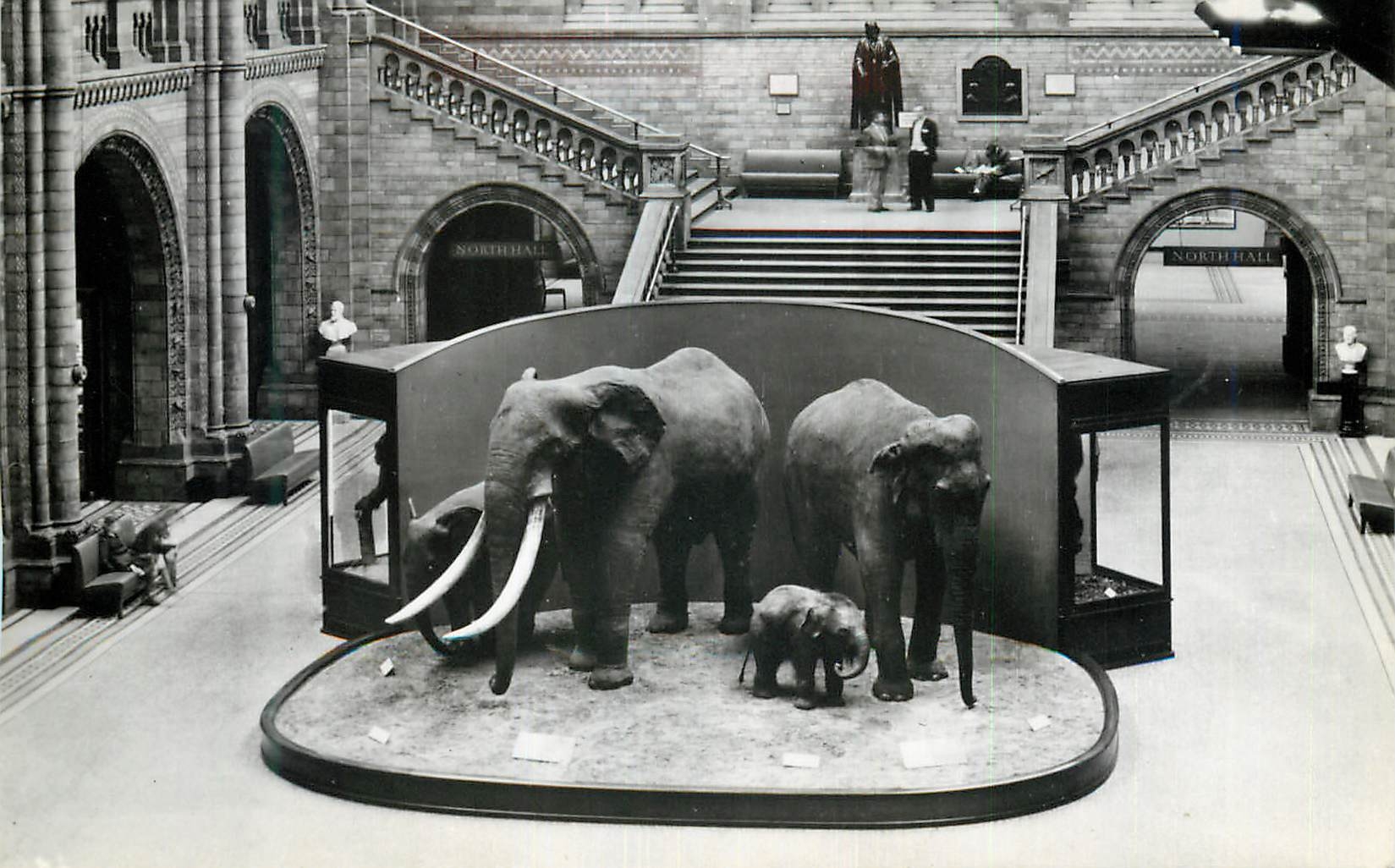 CPM British Museum Natural History Central Hall Elephants