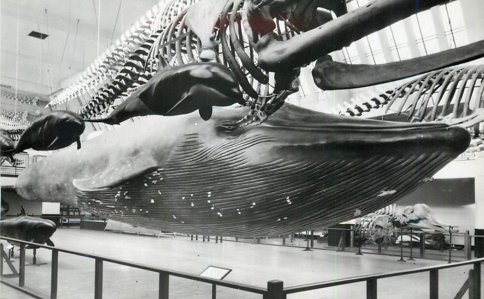 CPM Model of Blue Whale Balaenoptera musculus British Museum Natural History 