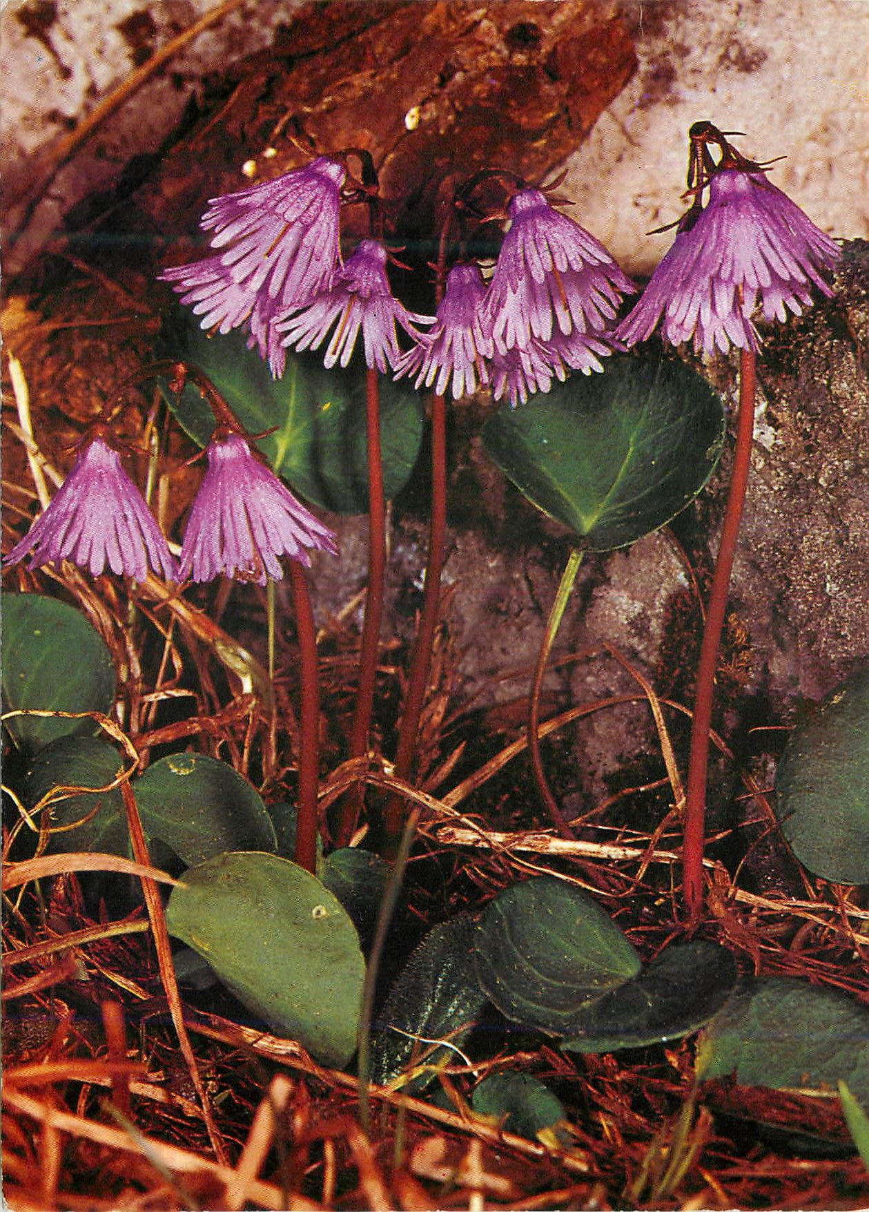 CPM Alpine Soldanella
