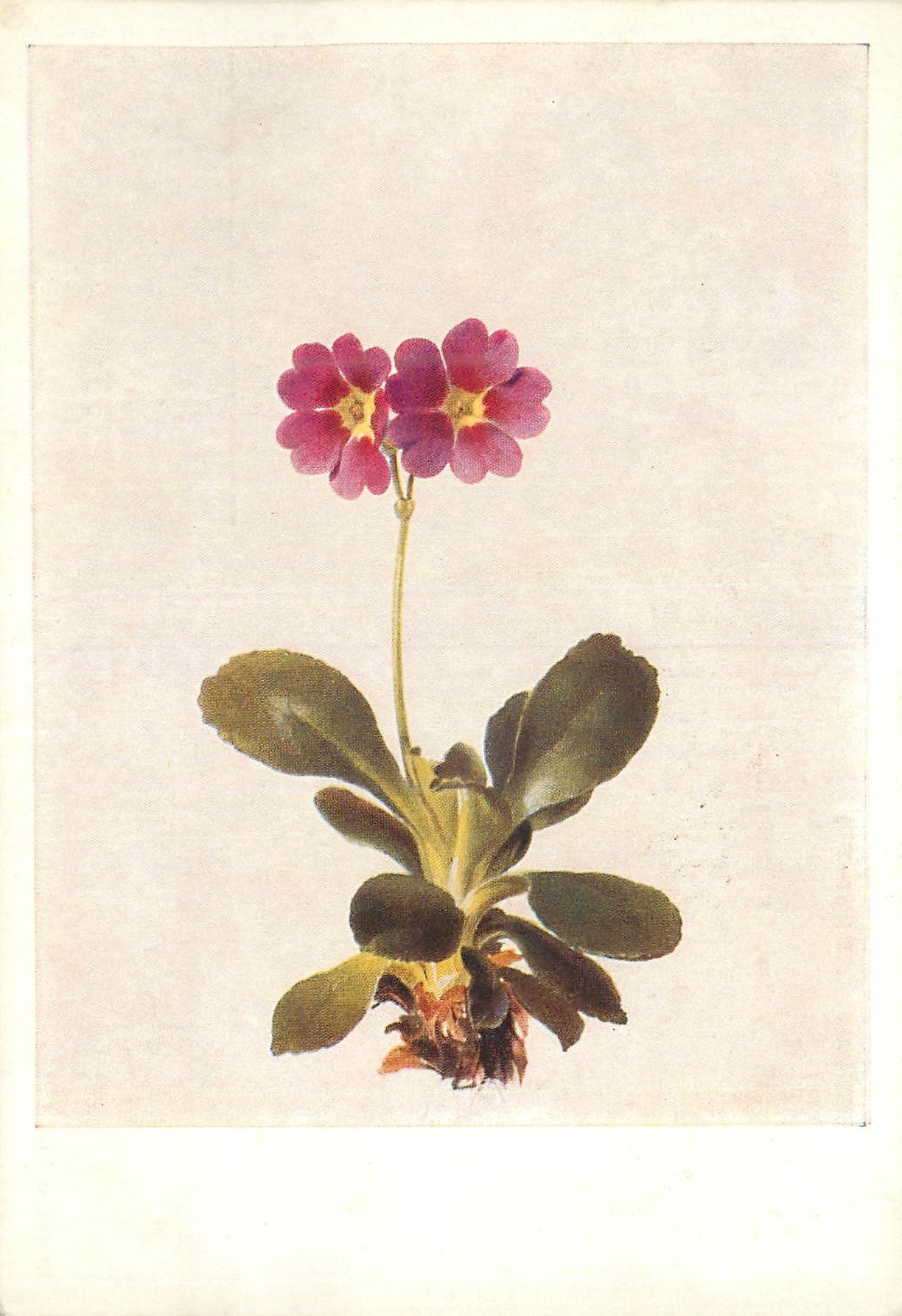 CPM Moritz Michael Daffinger (1790 1849) Primula Pubescens Weichhaarige Primel (wein Akademie der Bildenden Kunste)