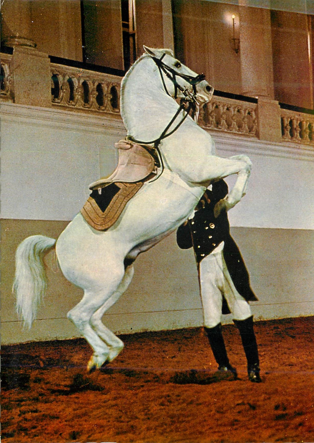 CPM Wien Spanische Peitschule Courbette an Der Hand Cheval Hippisme