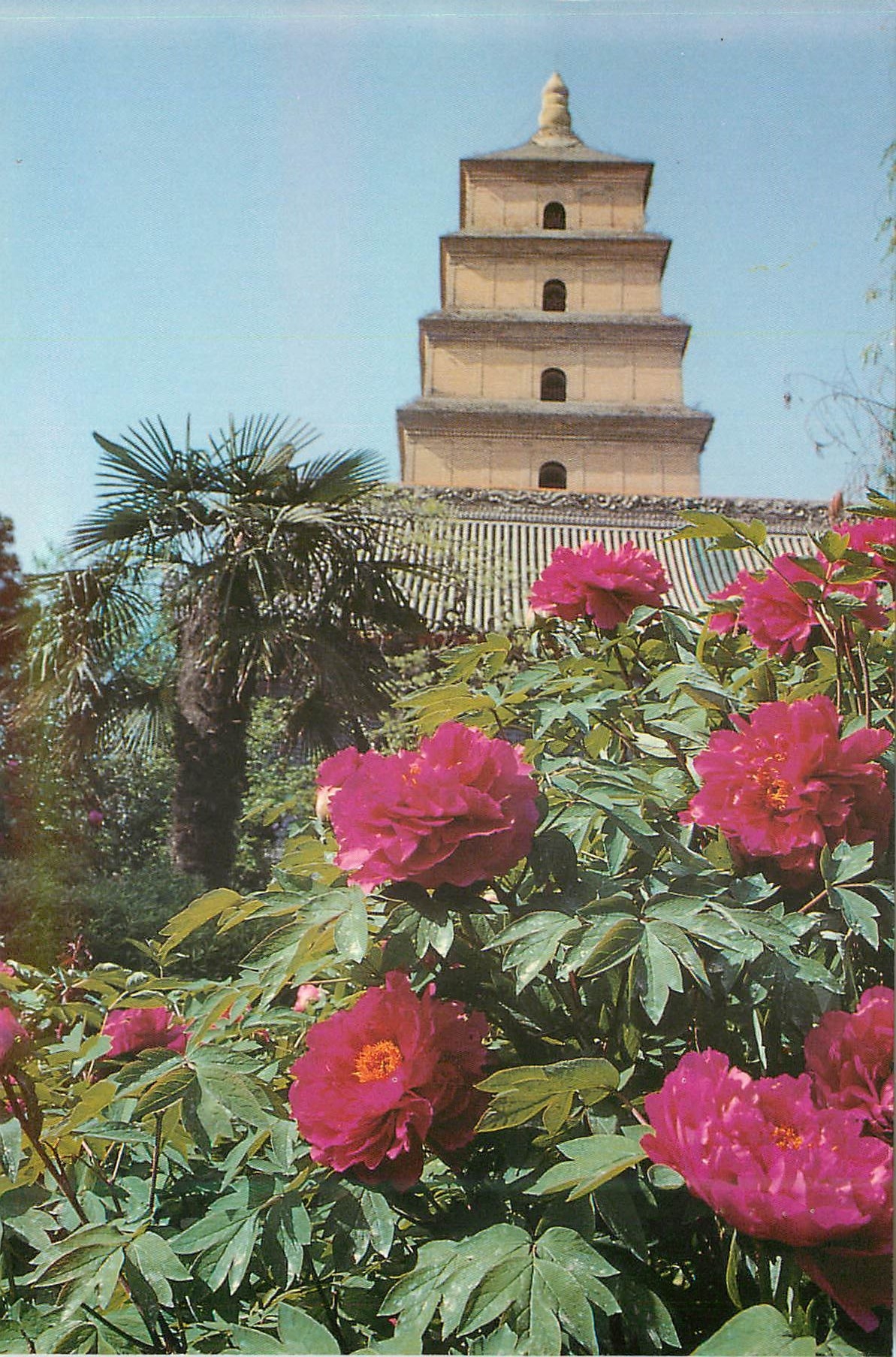 CPM Peonies of The Big Wild Goose Pagoda