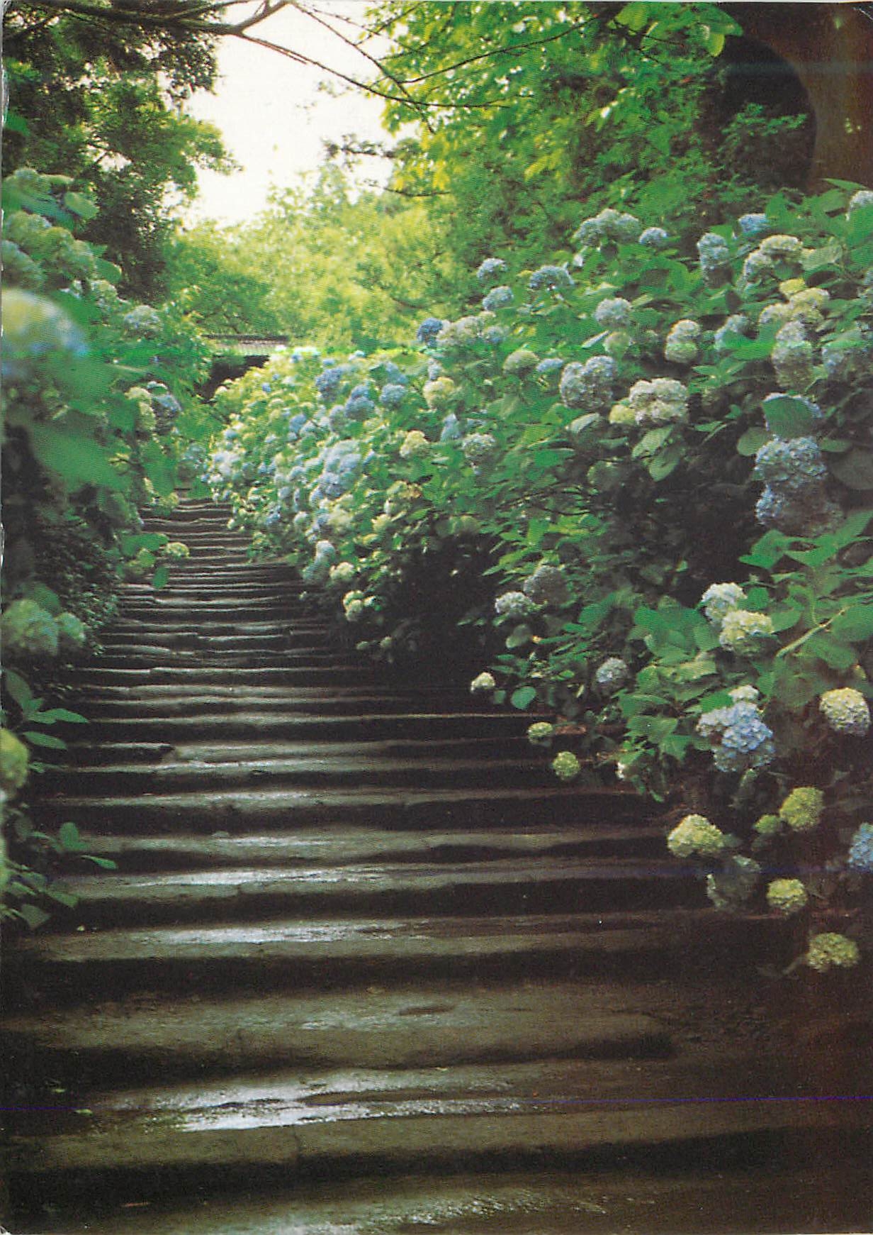 CPM Escalier du Meigotsuin Connu Comme le Temple des Hortansias