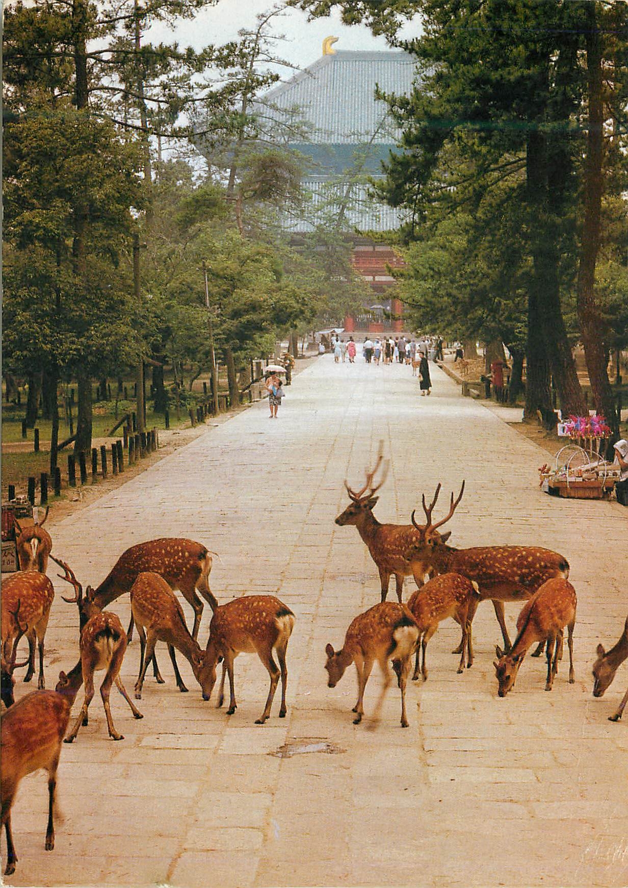 CPM Un Groupe de Cefs Divins qui Jouent Autour du Temple de Daibutsu Den a Nara (Japan)