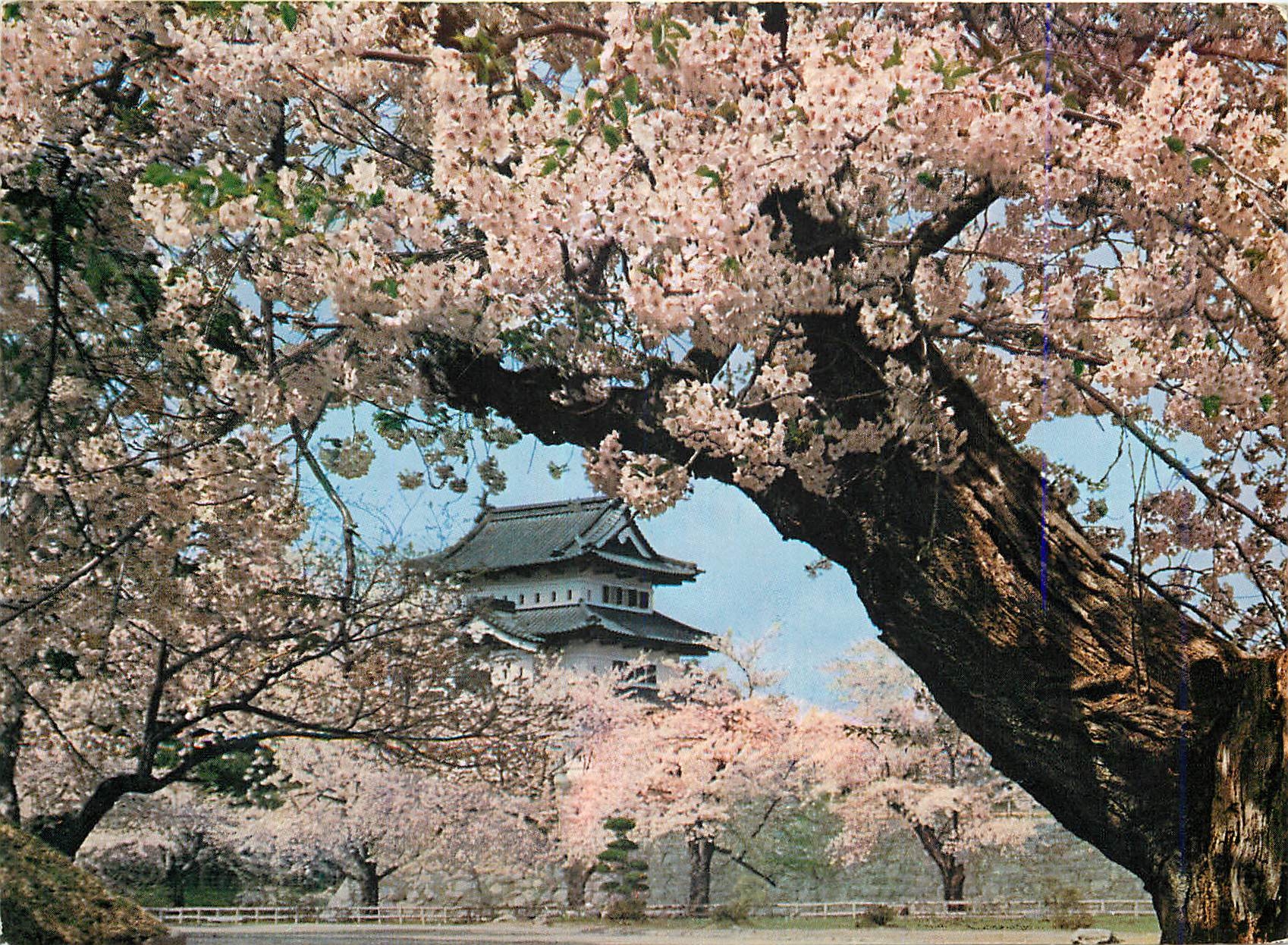 CPM Chery Blossoms in Full Bloom at Hirosaki Castle (Aomori pre) La Pleine Floraison de Hirosaki Chateau