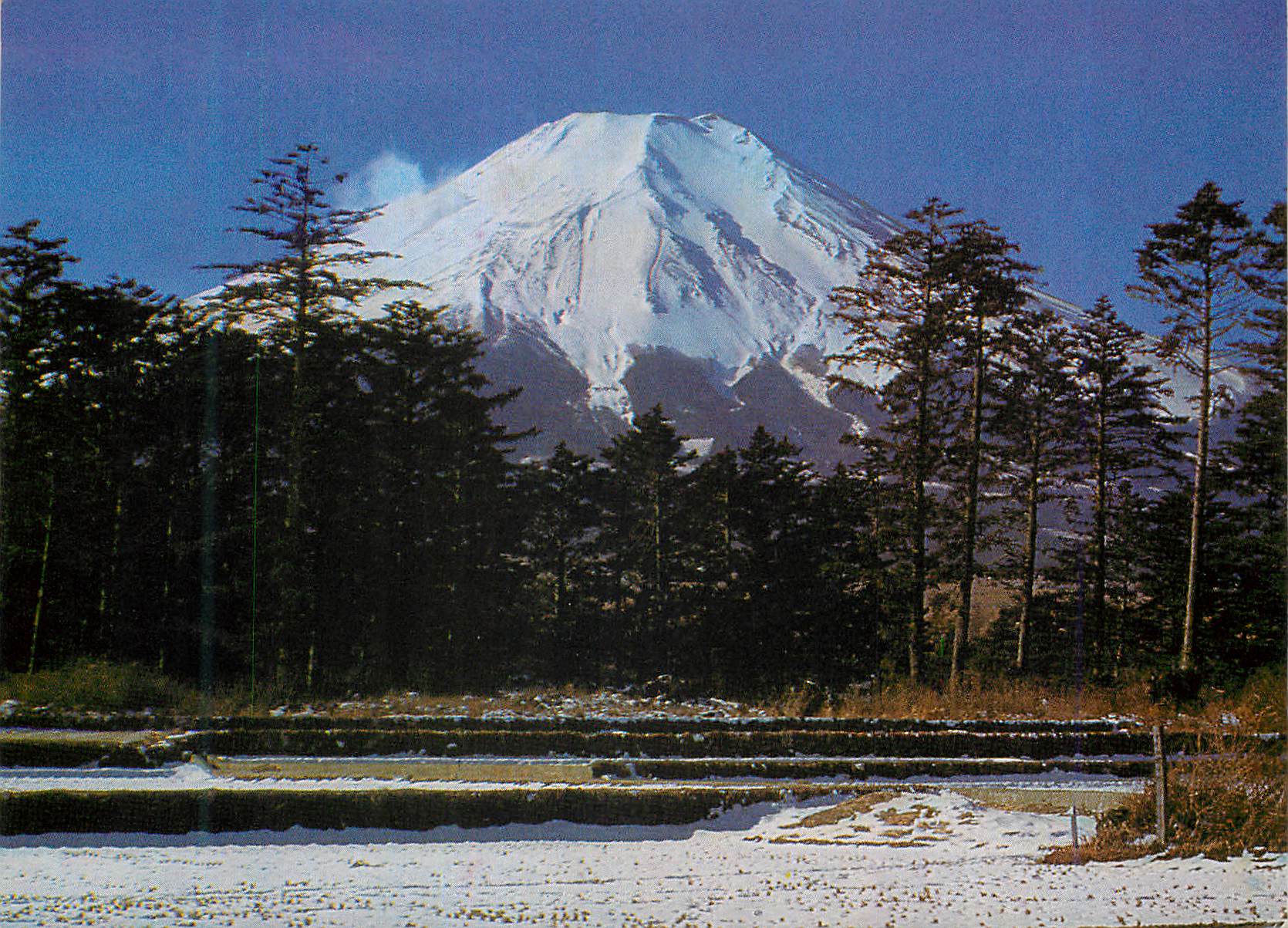 CPM Pin Forest at the Foot of Mt Fuji