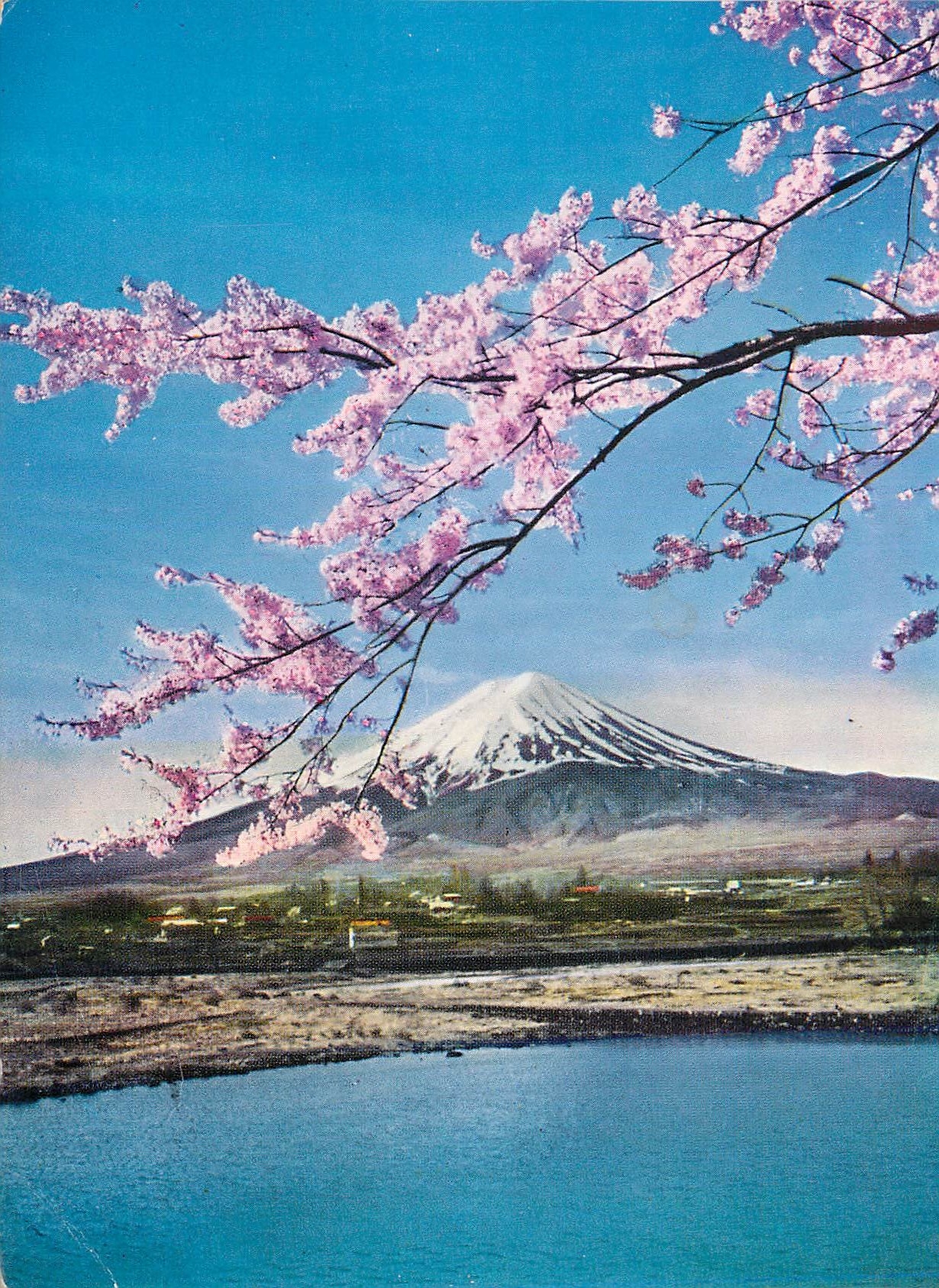 CPM MT Fuji and the Cherry Blossoms Fuji Hakone Izu National Park