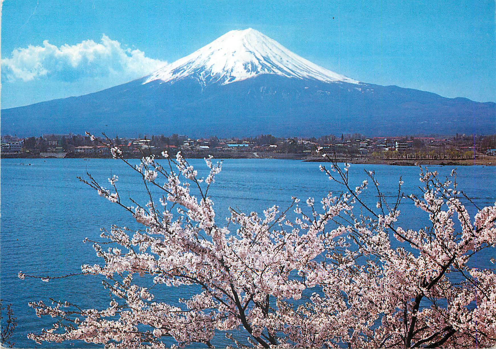CPM Mt Fuji and Cherry Bucssoms The Symbols of Japan