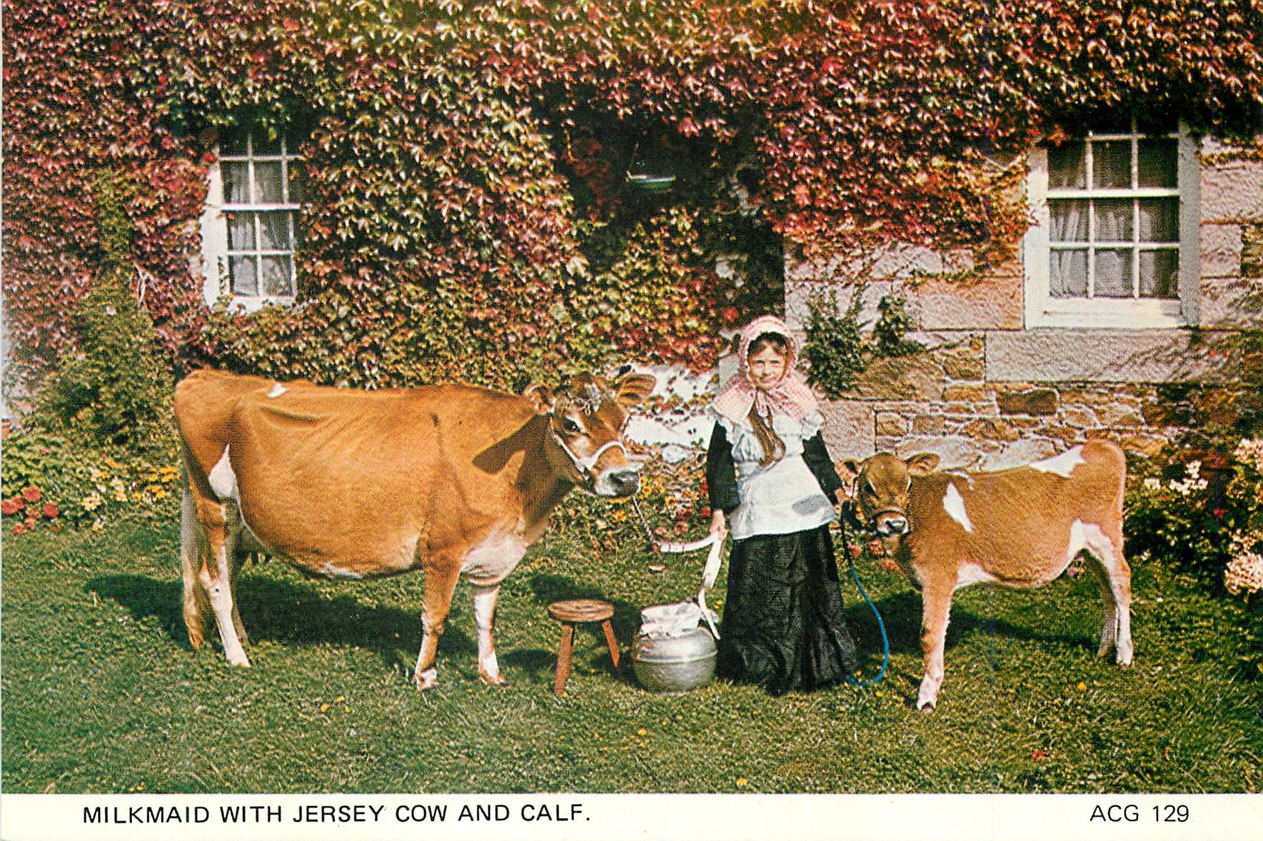 CPM Milkmaid with Jersey Cow and Calf Beautiful Animals noted for their Quality Milk and Cream