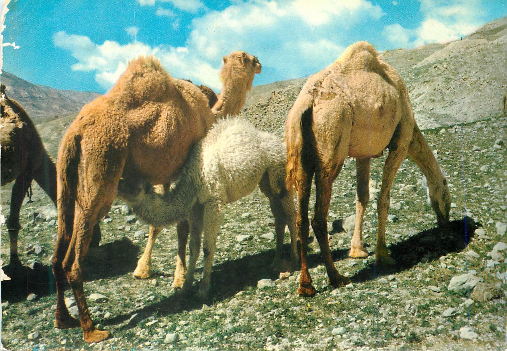 CPM Camels at Jordan Desert Jordan Chameau