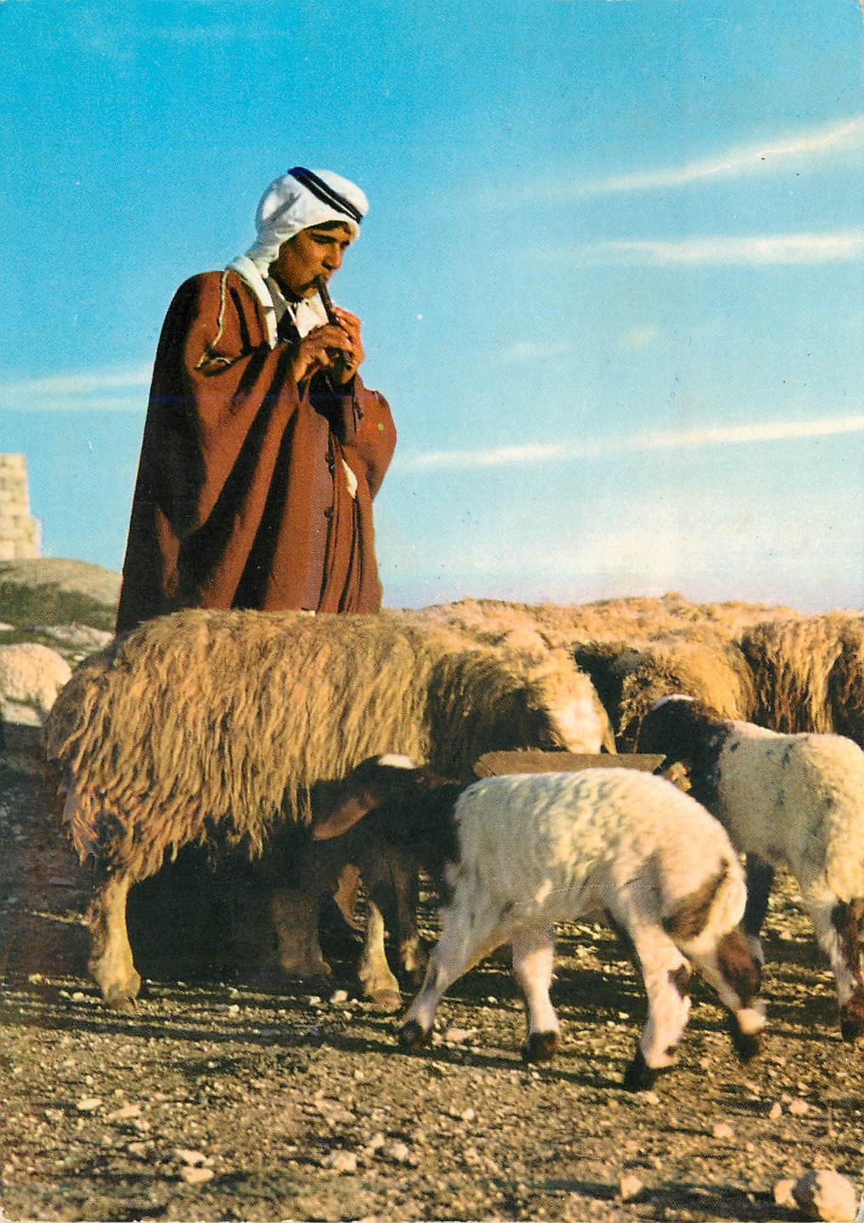 CPM A Shepherd Jordan