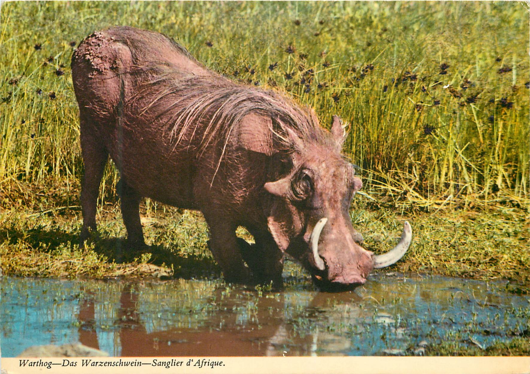 CPM Warthog Das Warzenschwein Sanglier d'Afrique