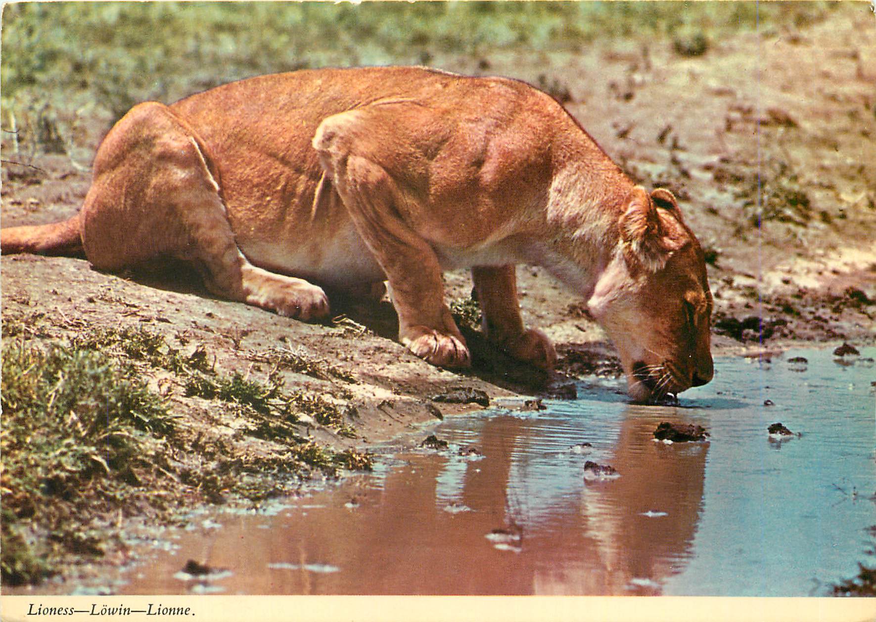 CPM Lionne (Panthera Leo) etanche sa Soif dans un Trou d'Eau Pendant la Chaleur de la Jounee