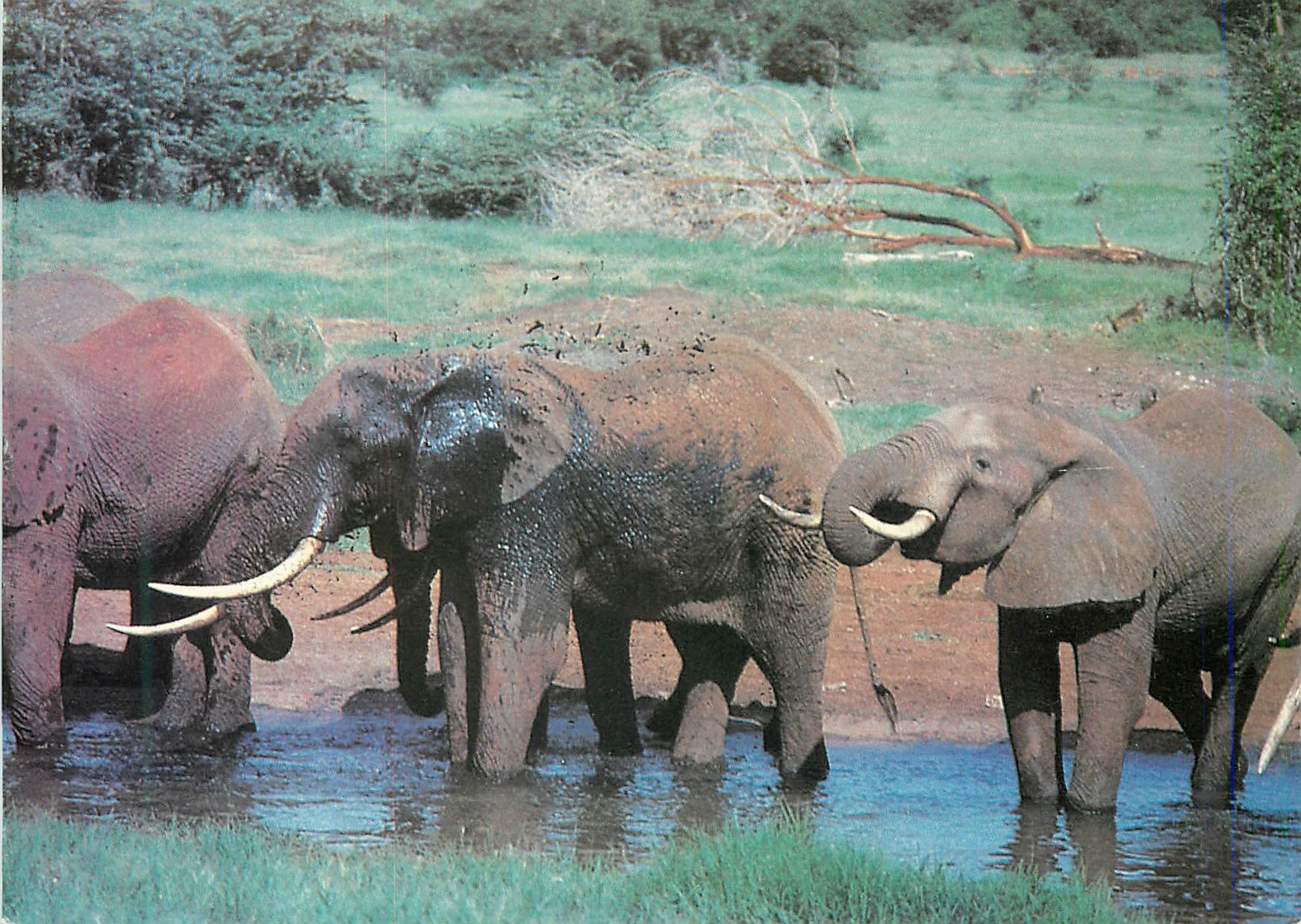 CPM Elephants Having a Mud Baths jambo