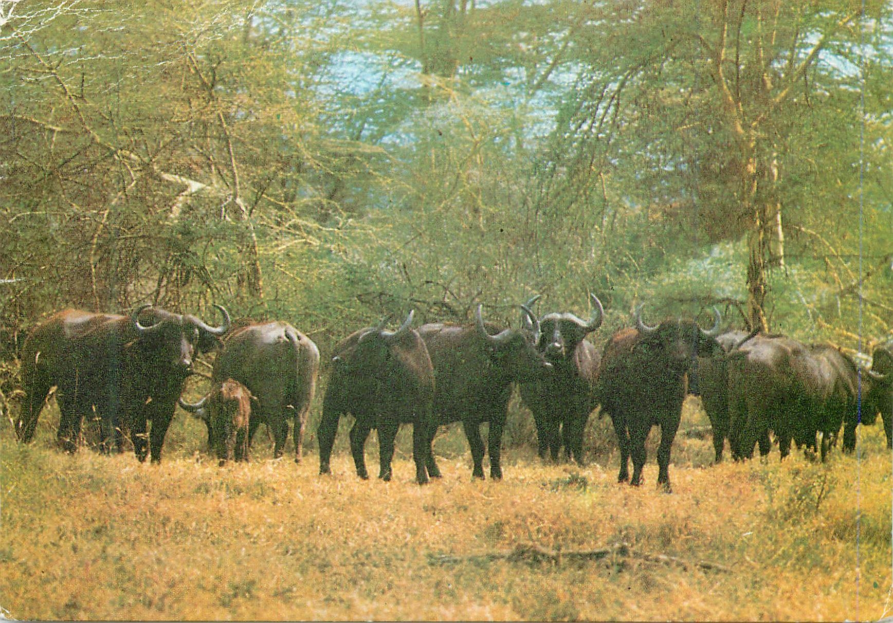 CPM Buffalo Herd