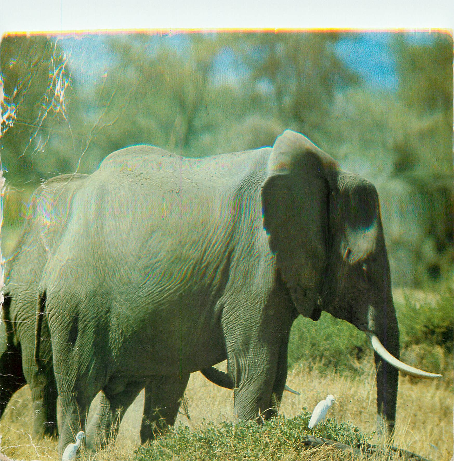 CPM Elephants