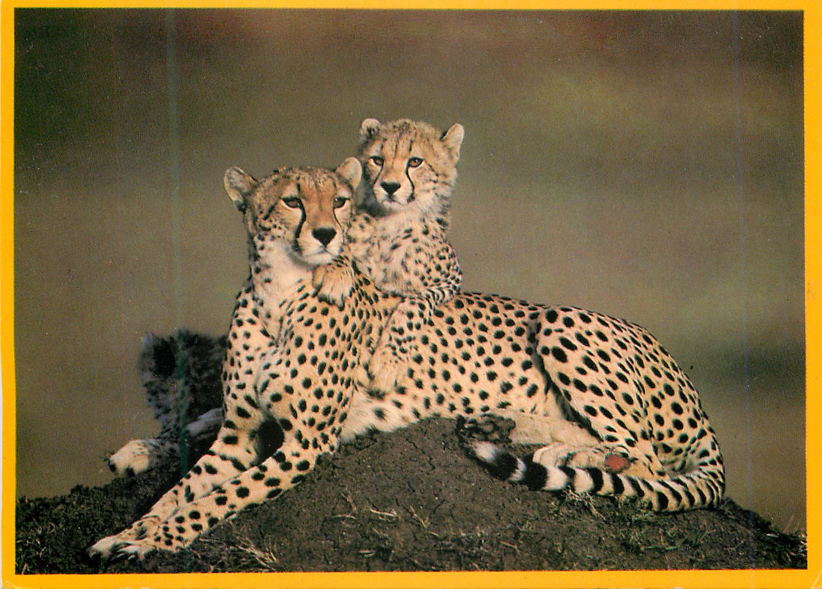 CPM Cheetah Duma
