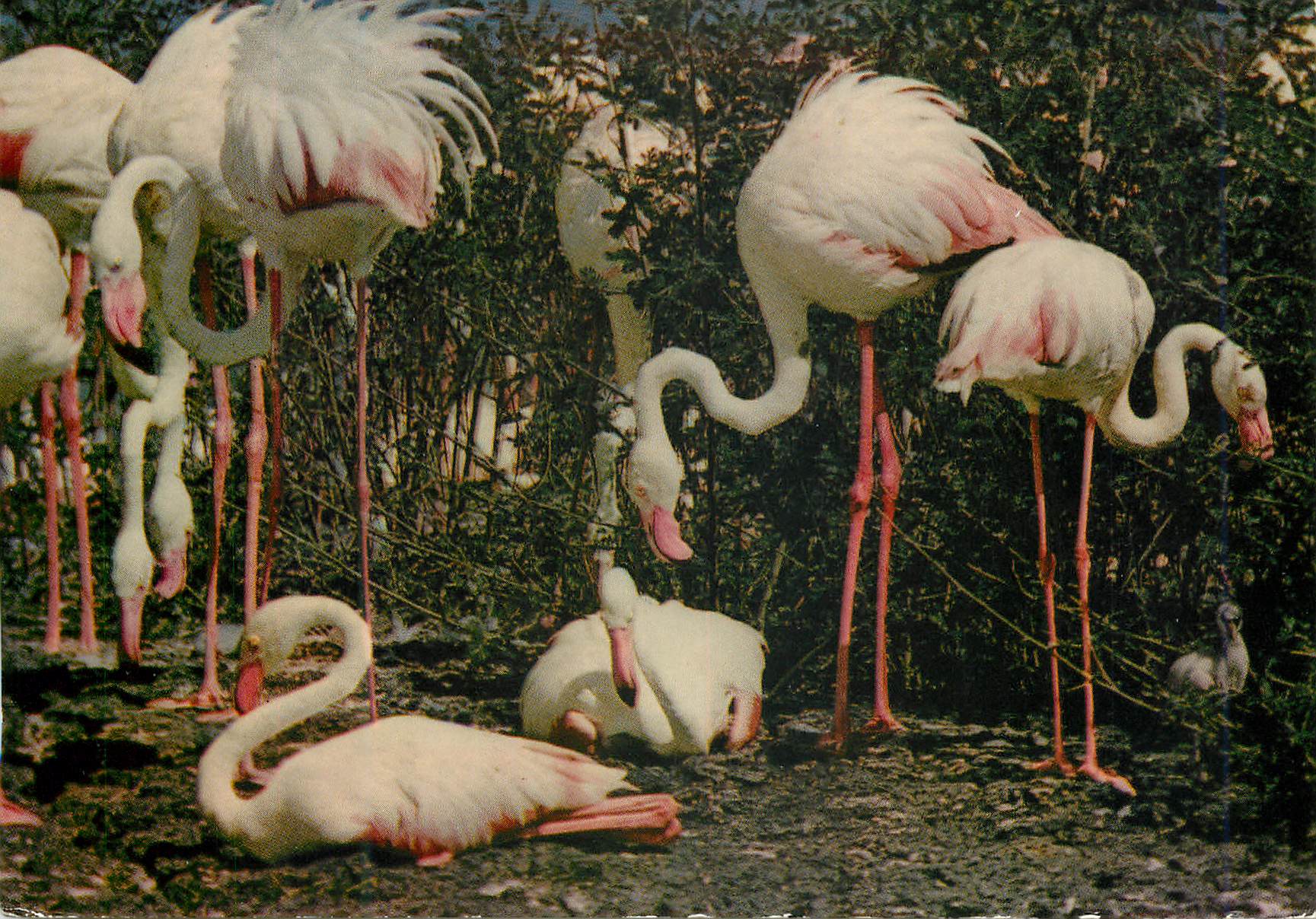 CPM African Wild life Flamingoes