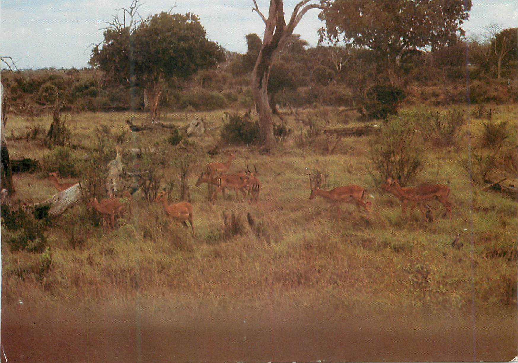 CPM Impala Herd