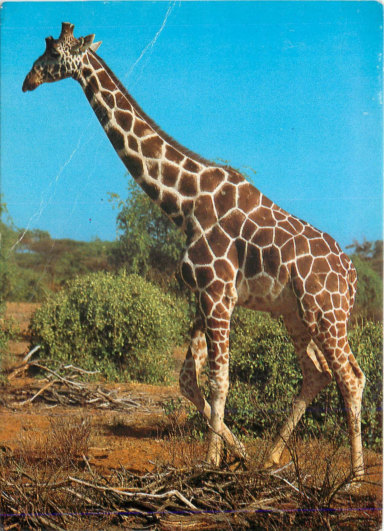 CPM Giraffe