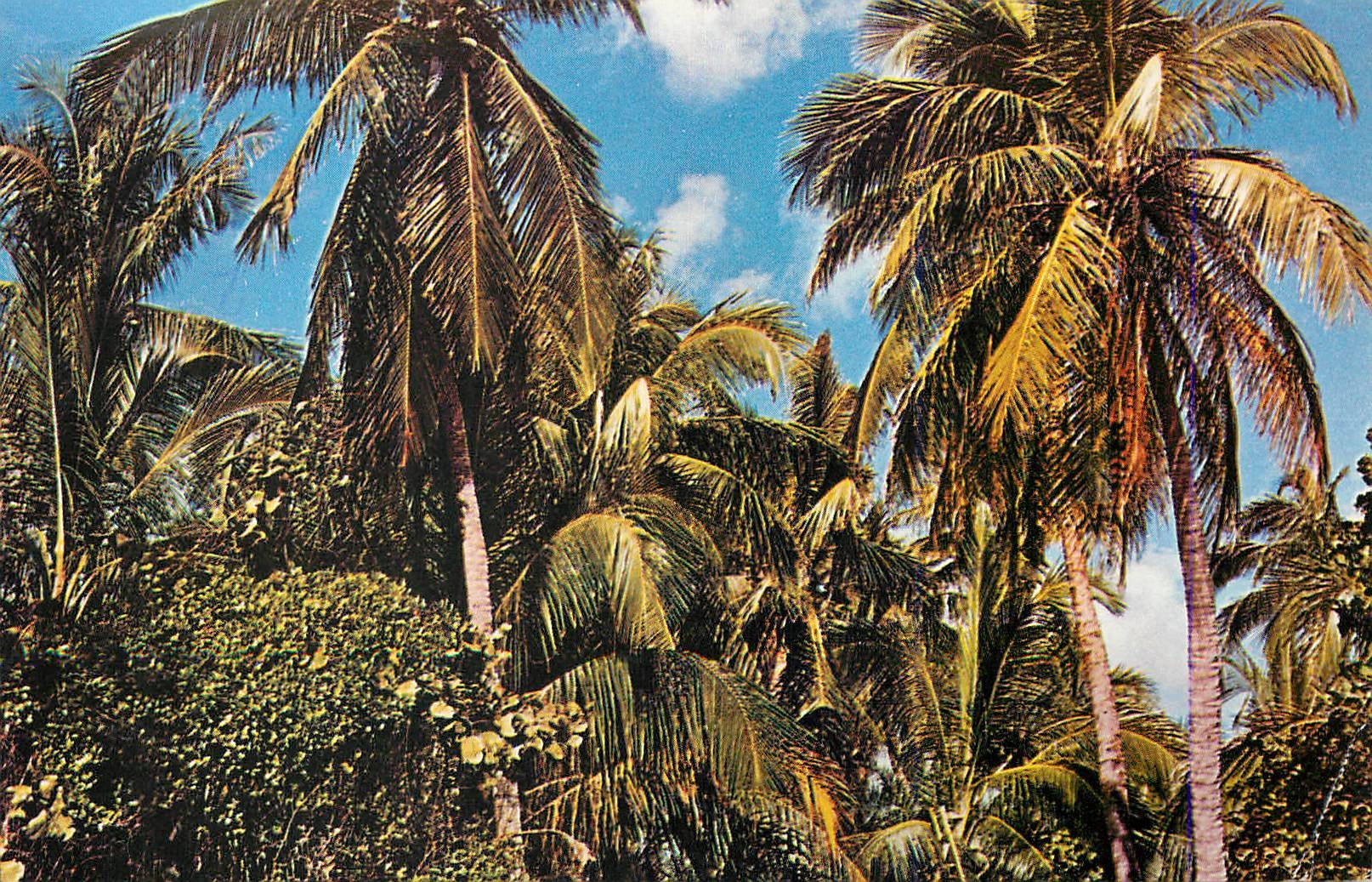CPM Graceful Coconut Palms(Cocus Nucifera)are plentiful in South Florida